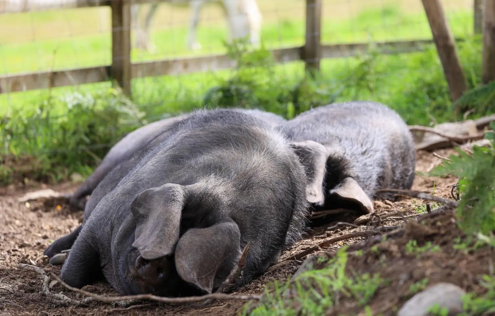 Natural landscape in Errichel House and Cottages