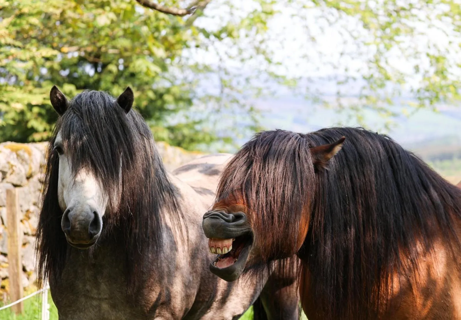 View (from property/room) in Errichel House and Cottages