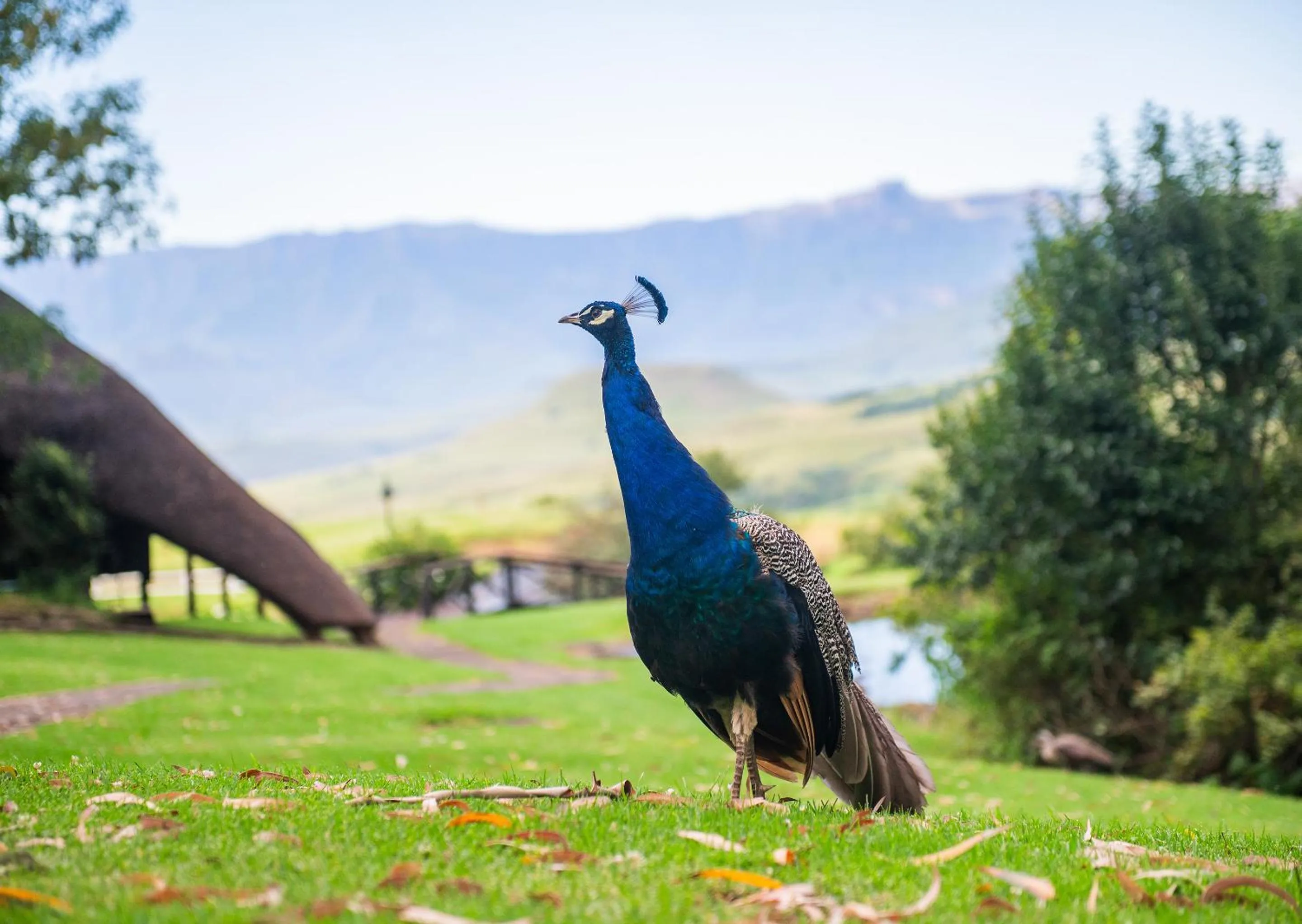 Spring in Little Switzerland Resort by Dream Resorts