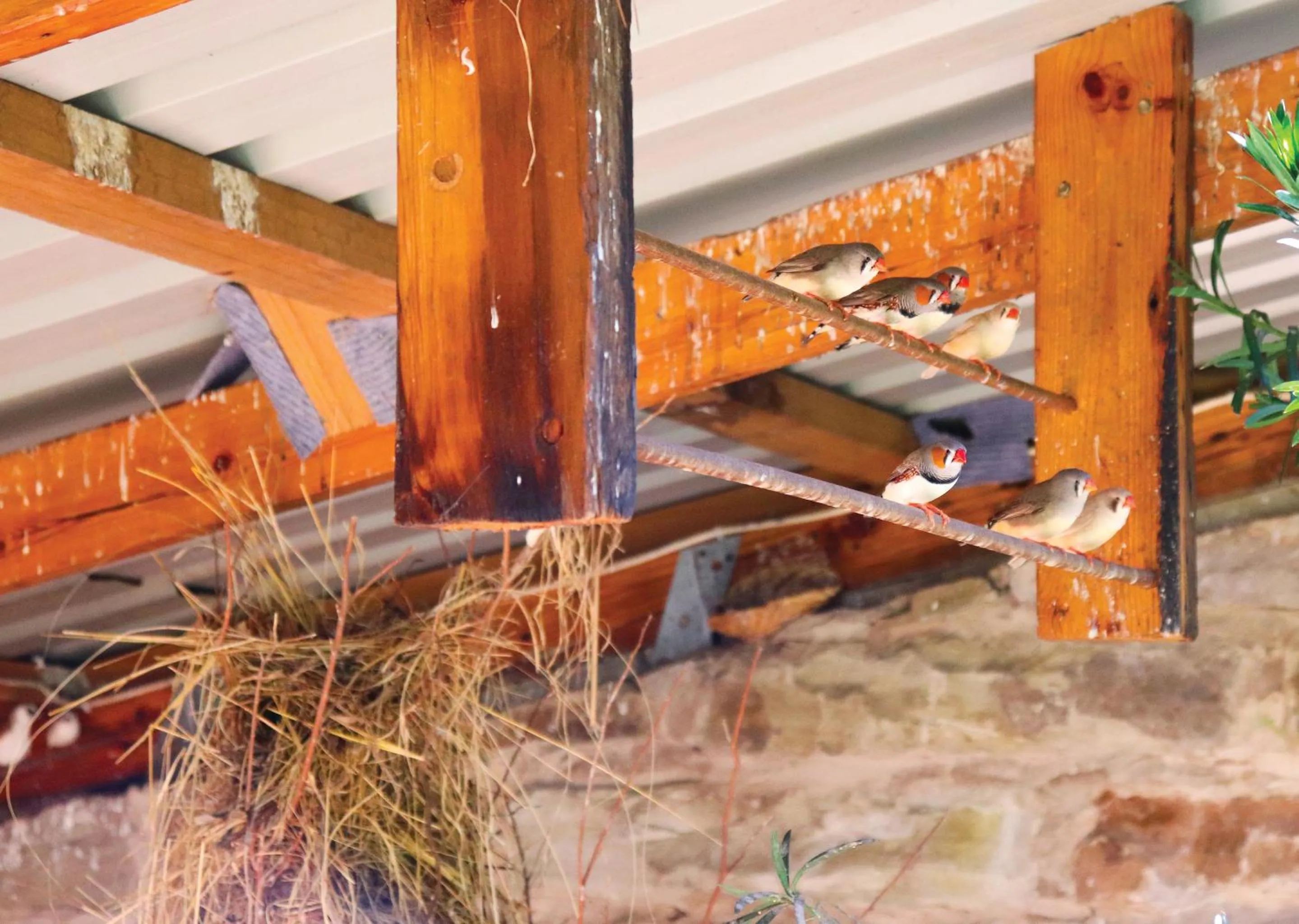 Activities in Little Switzerland Resort by Dream Resorts