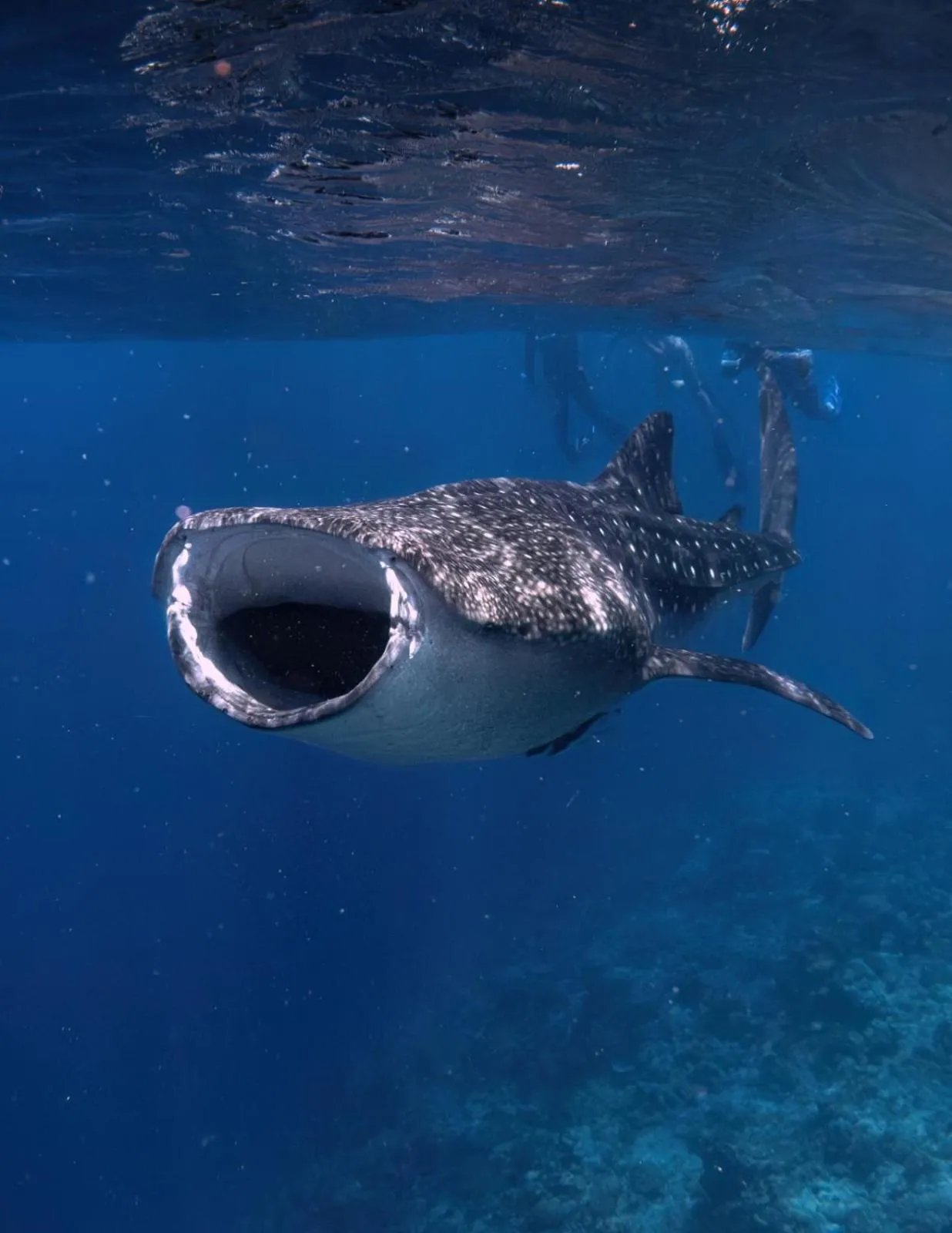 Activities in Whale Shark Boutique