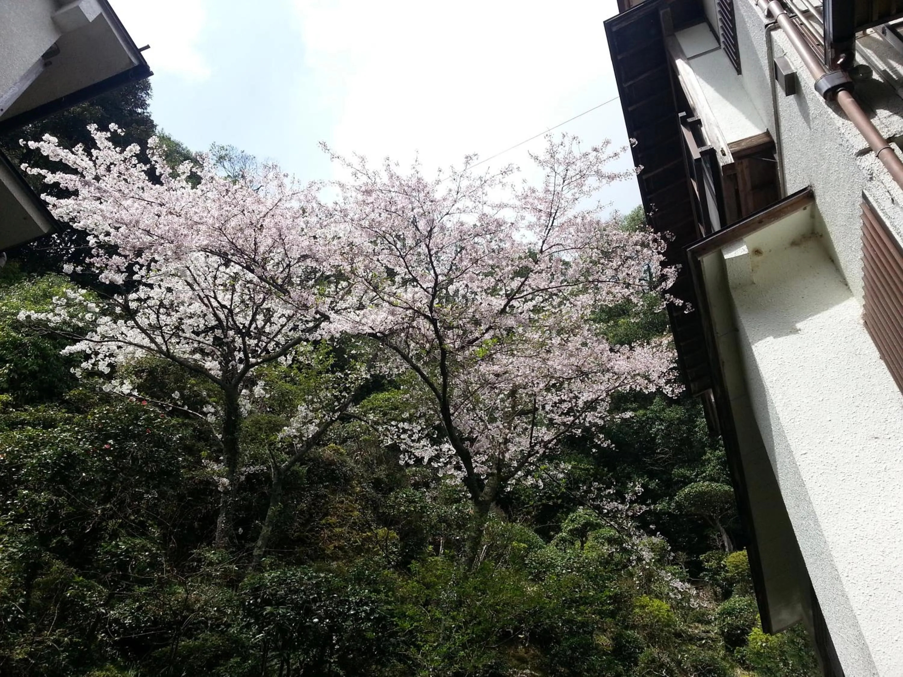 Spring in Tsukimotoya Ryokan