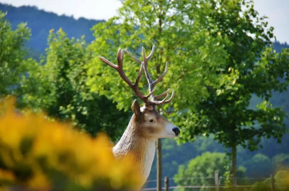 Facade/entrance in Waldhotel Dornröschenshöh