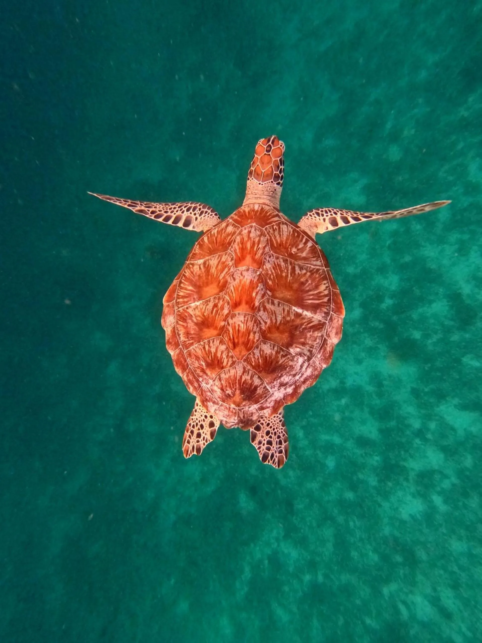 Activities in Villa Bhuvana with private swimming pool