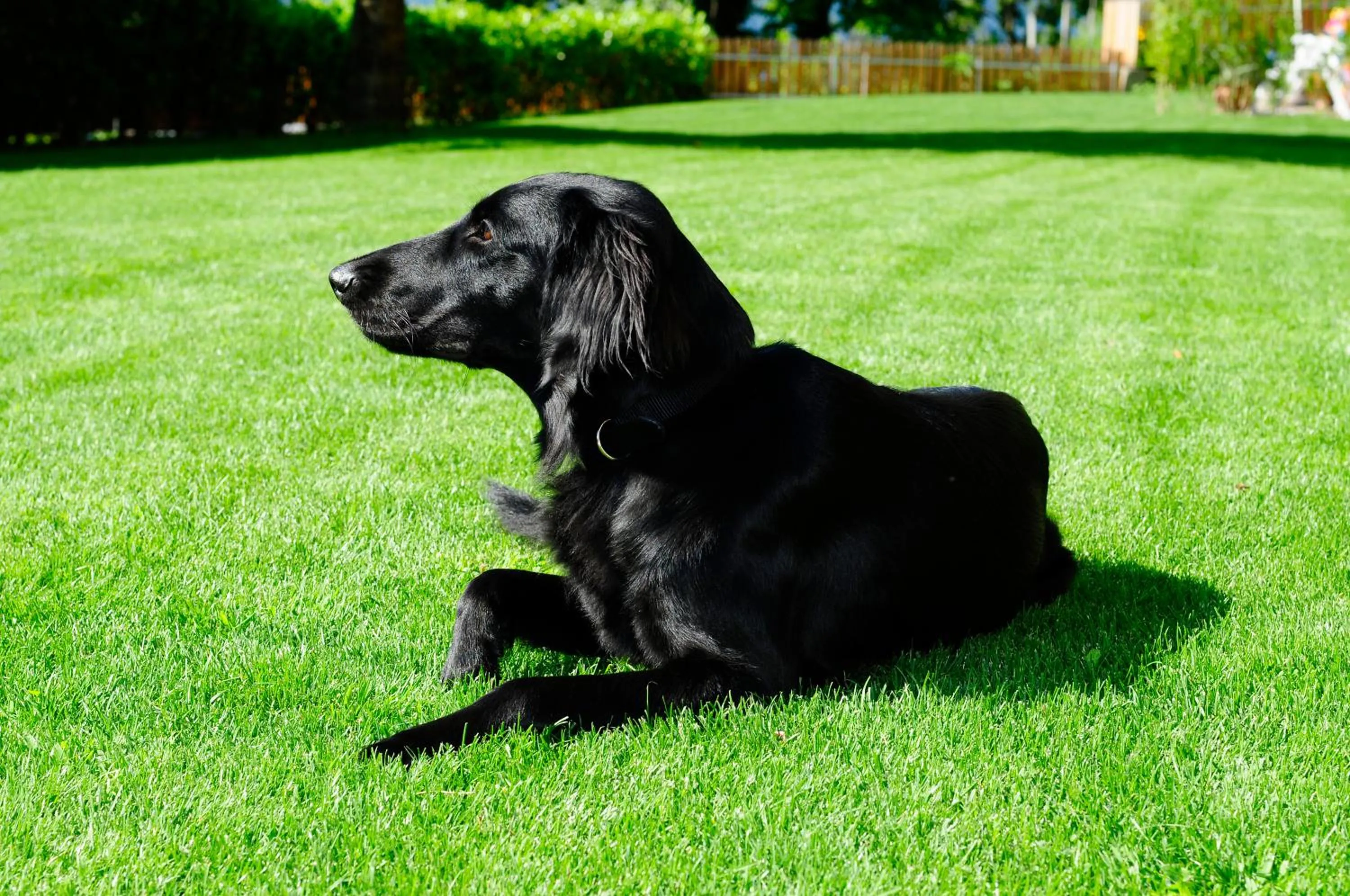 Pets in Haus Rosengarten
