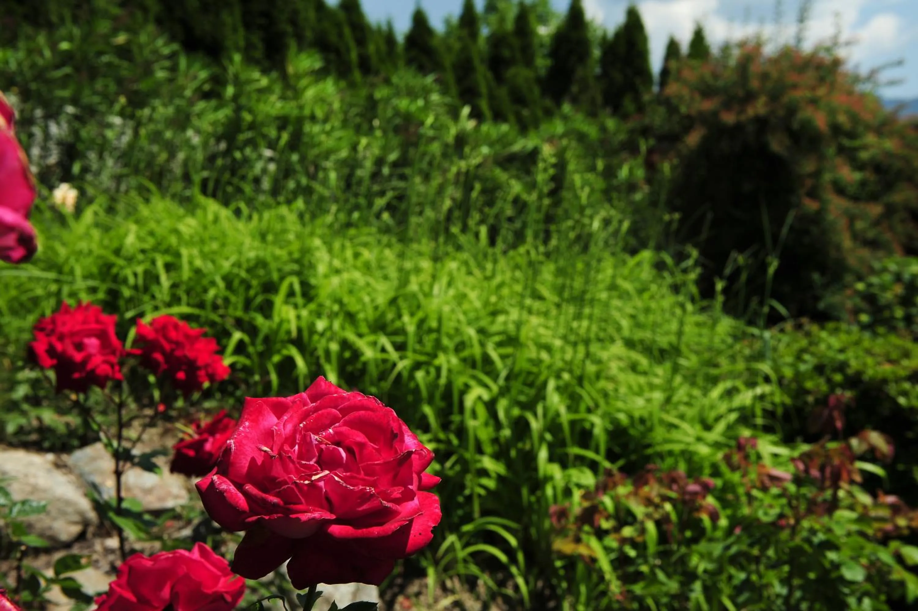 Summer in Haus Rosengarten