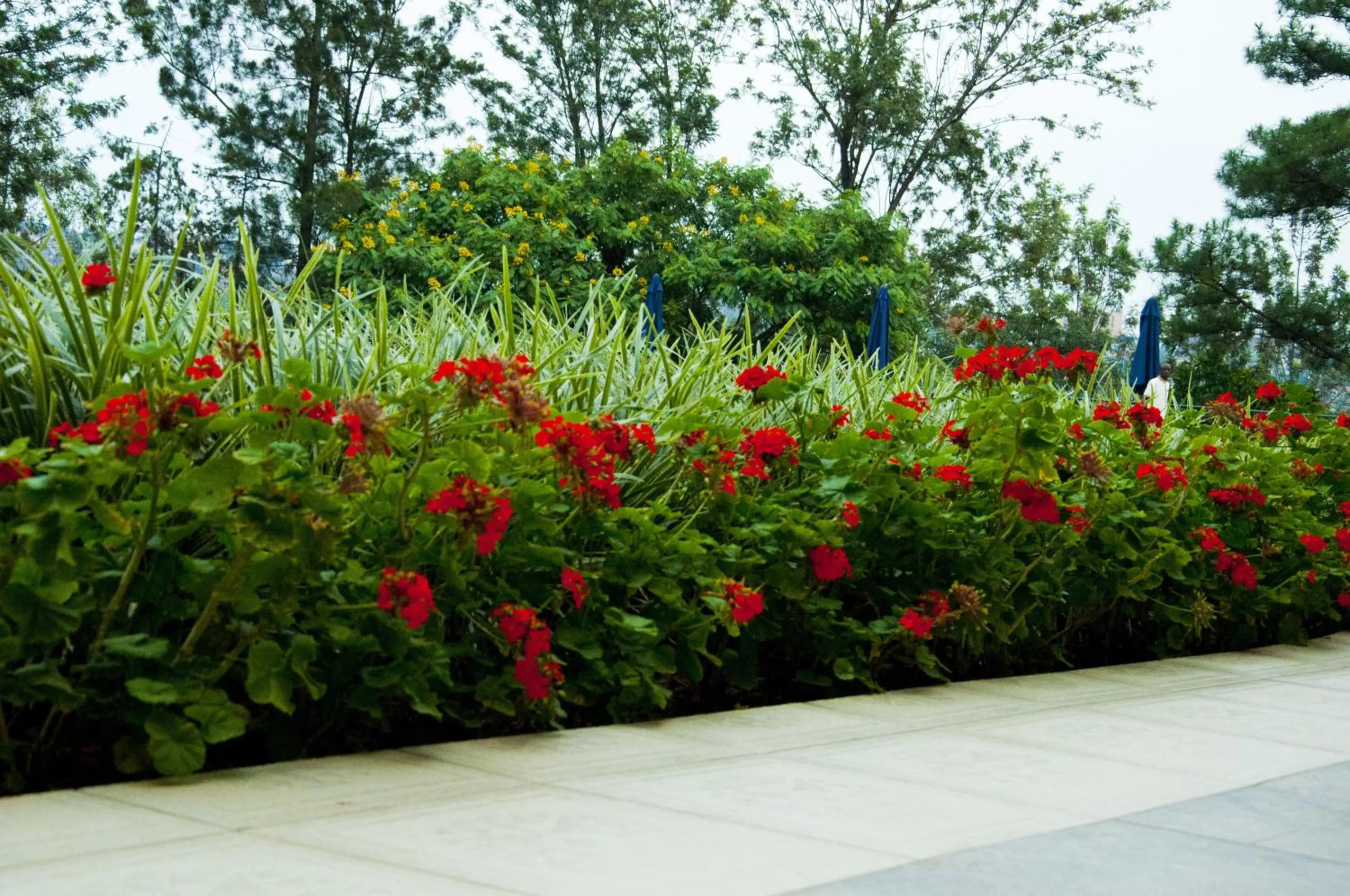 Swimming pool in Gorillas Golf Hotel