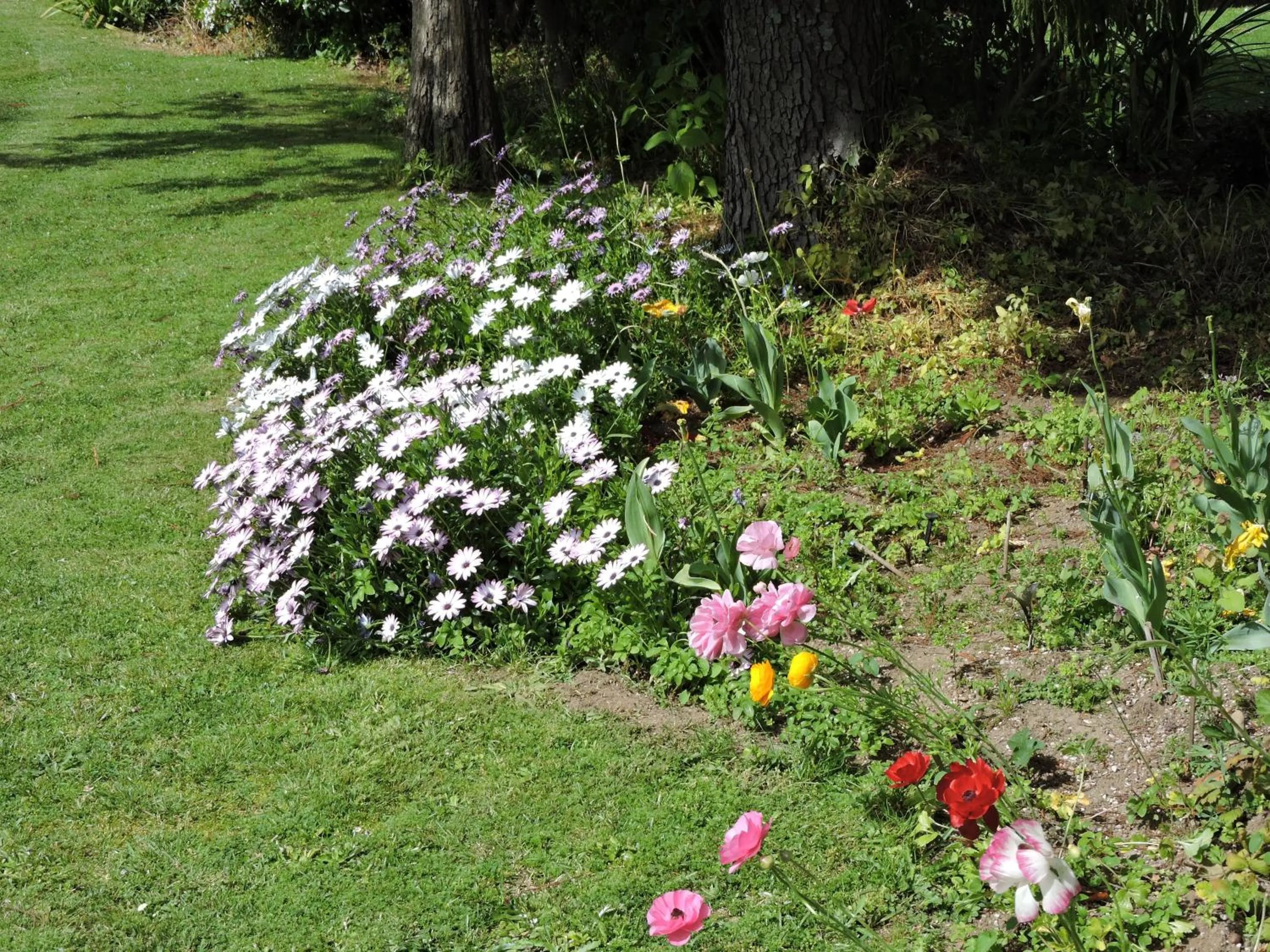 Garden view in Maple Lodge Motel