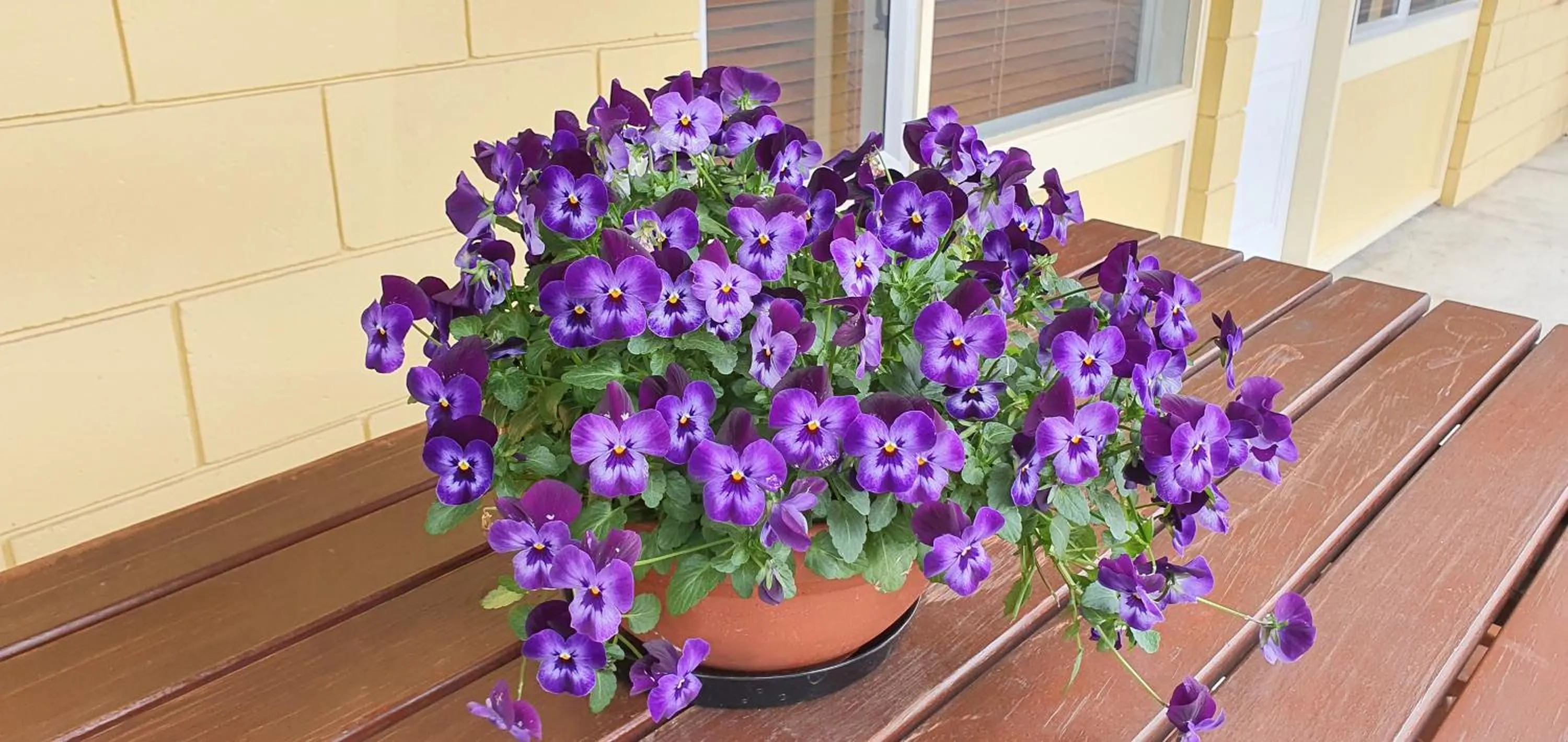 Day in Maple Lodge Motel