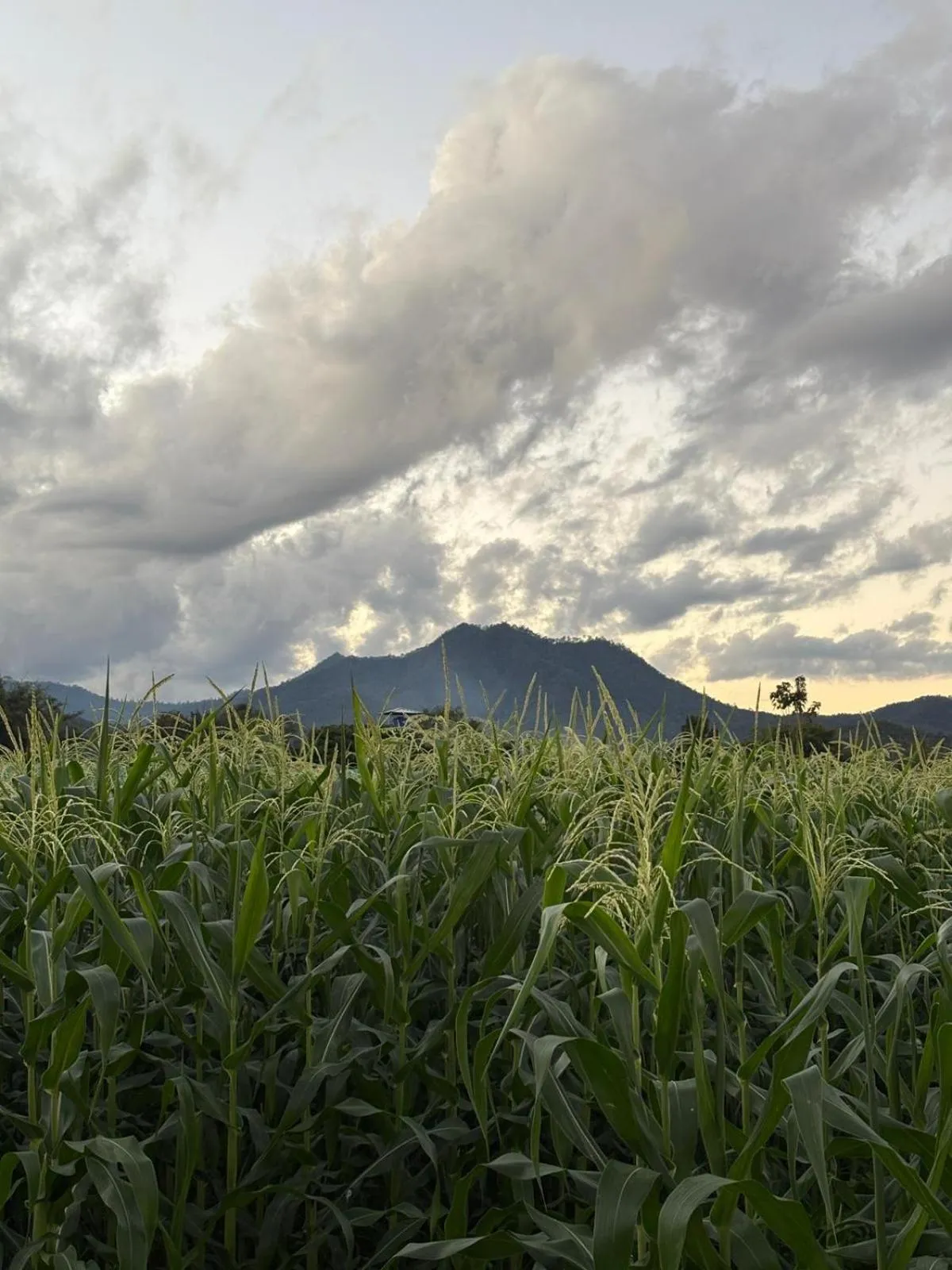 Day in Paradise Resort & Cafe