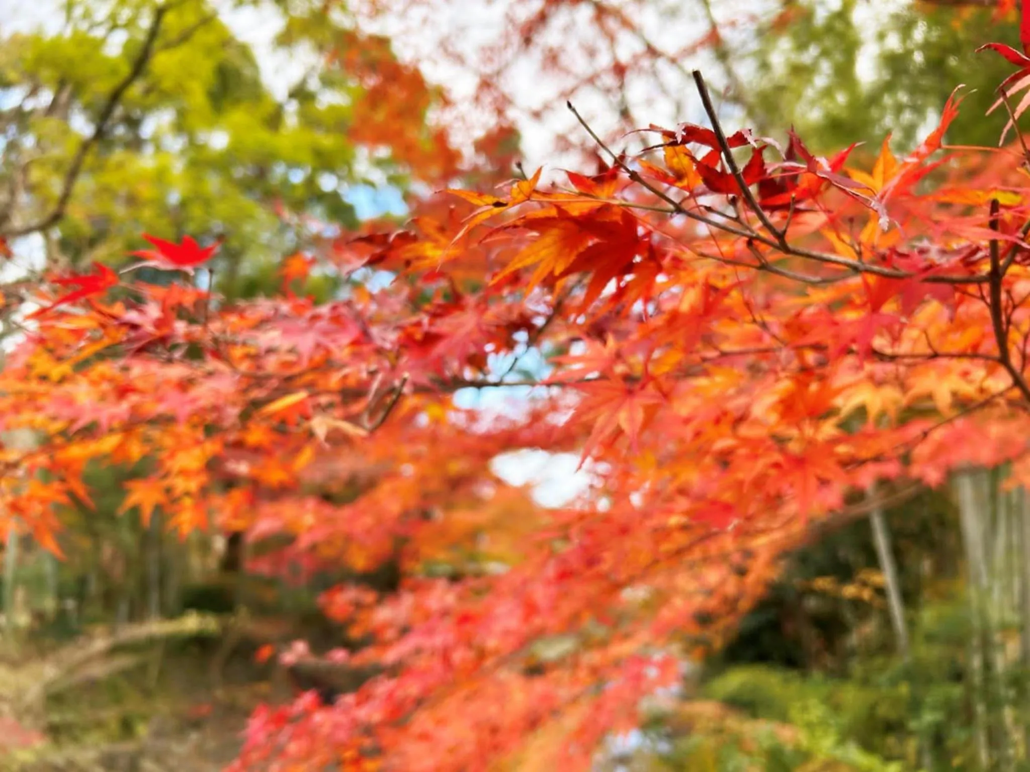 Nearby landmark in Shuzenji Onsen Hotel Takitei