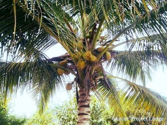 The Gunjur Project Lodge