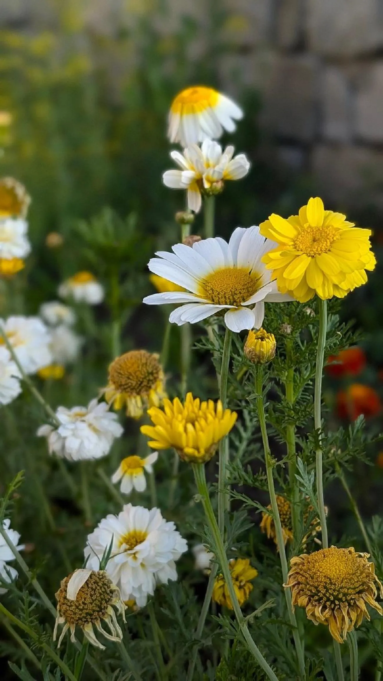 Spring in Hunder Tamarix Resort