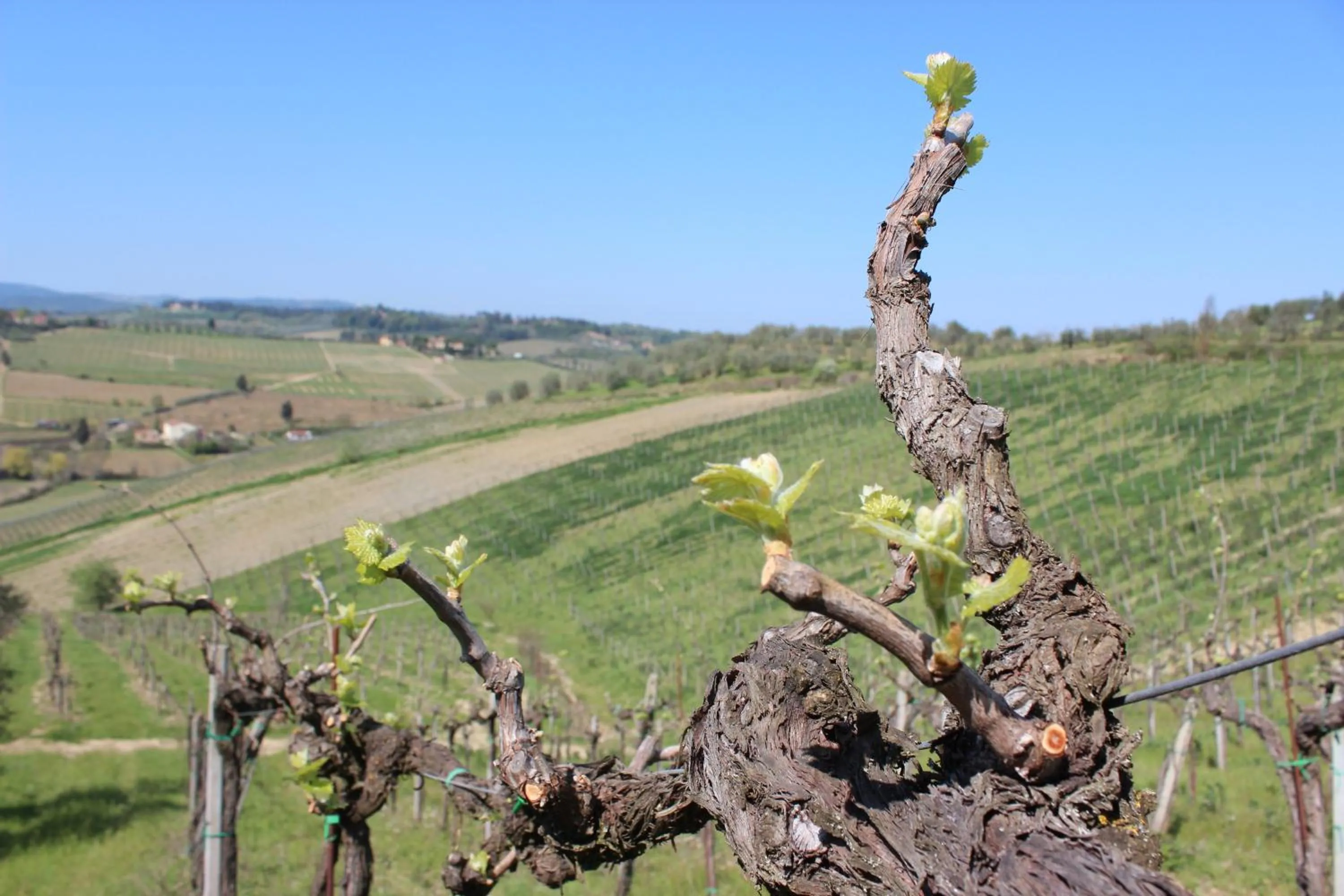 Spring in Bio Agriturismo Podere Pretoia