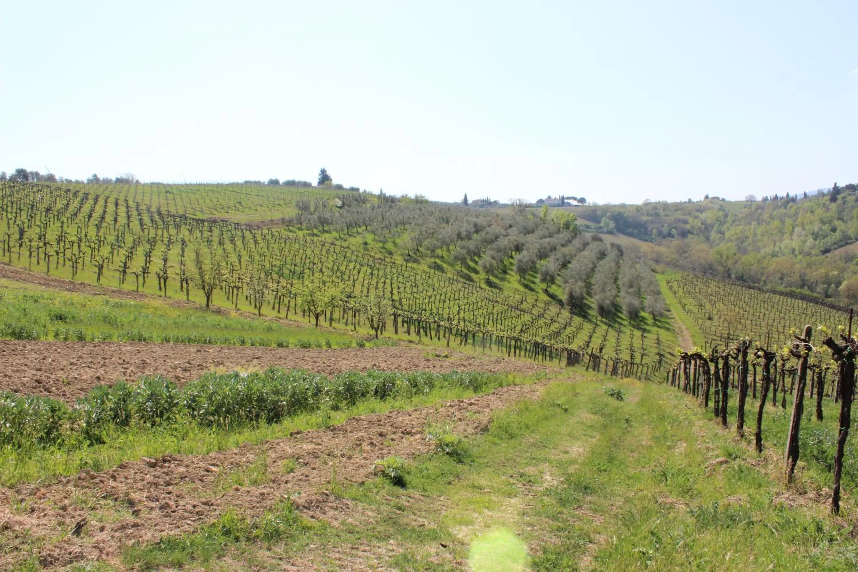 Spring in Bio Agriturismo Podere Pretoia