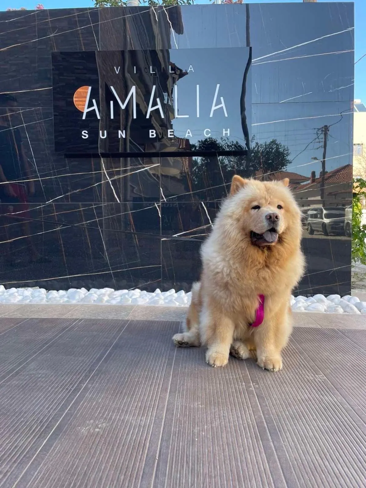 Pets in Villa Amalia Sun Beach