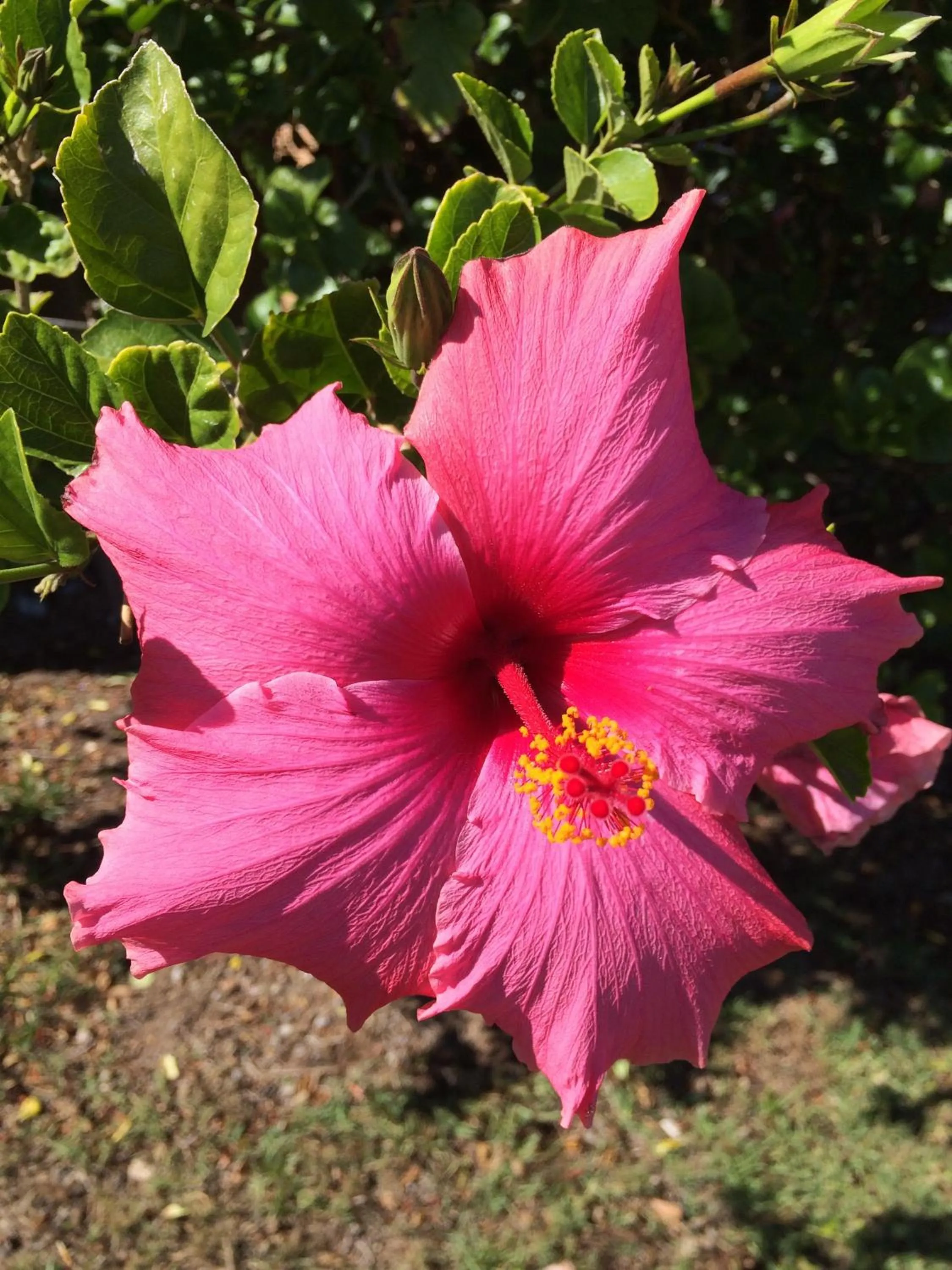 Natural landscape in Hermanus Backpackers & Budget Accommodation