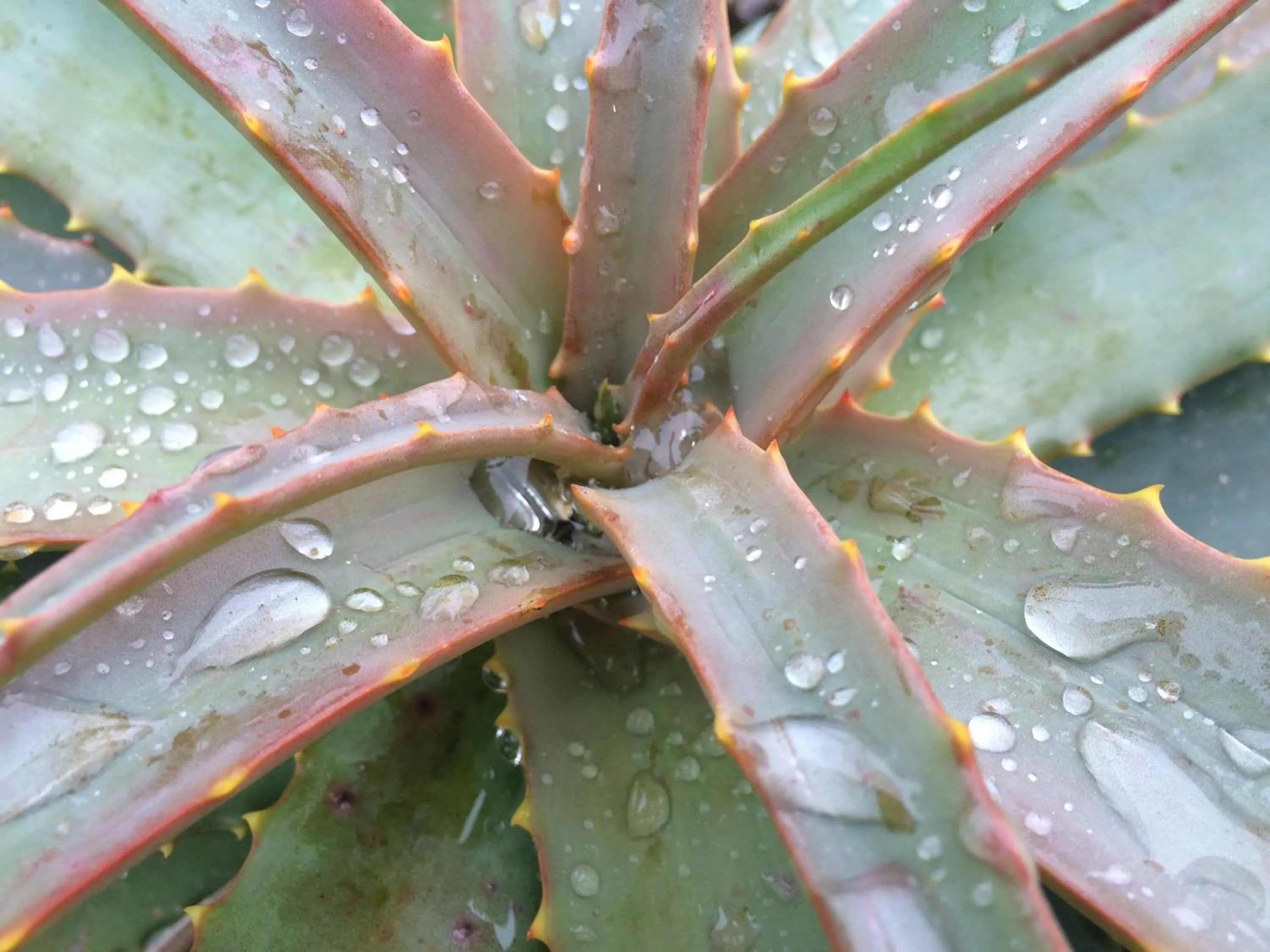 Neighbourhood in Hermanus Backpackers & Budget Accommodation