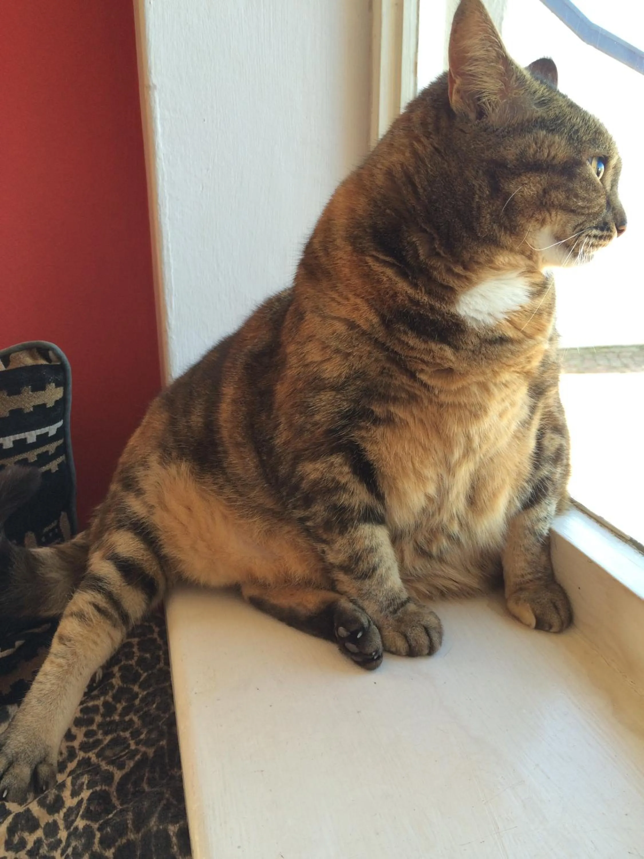 Pets in Hermanus Backpackers & Budget Accommodation