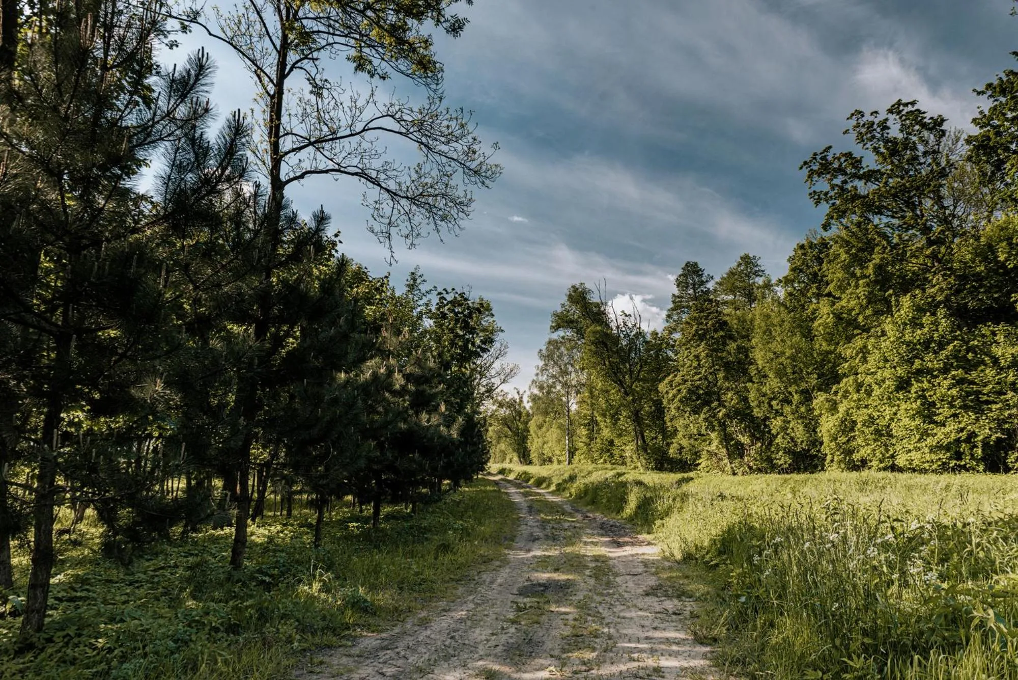 Natural landscape in Dwór Mościbrody