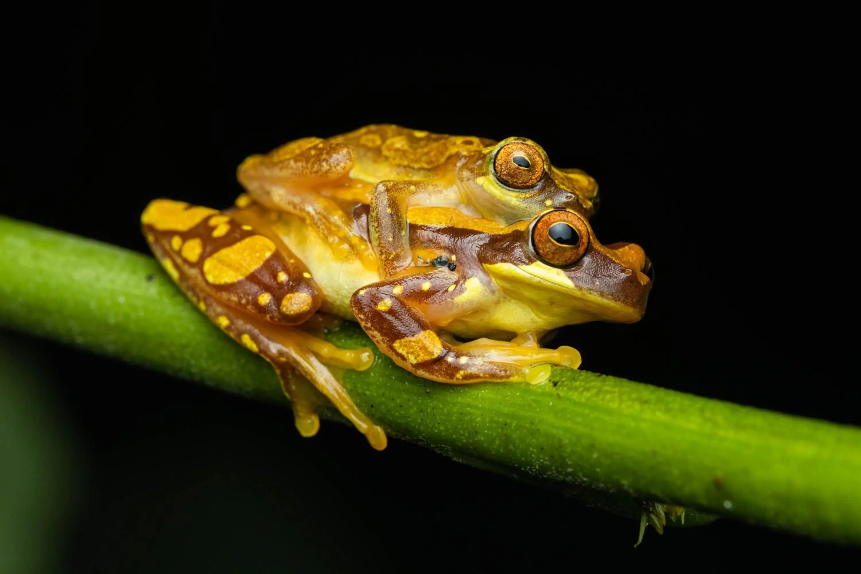 Animals in Tifakara Boutique Hotel & Birding Oasis