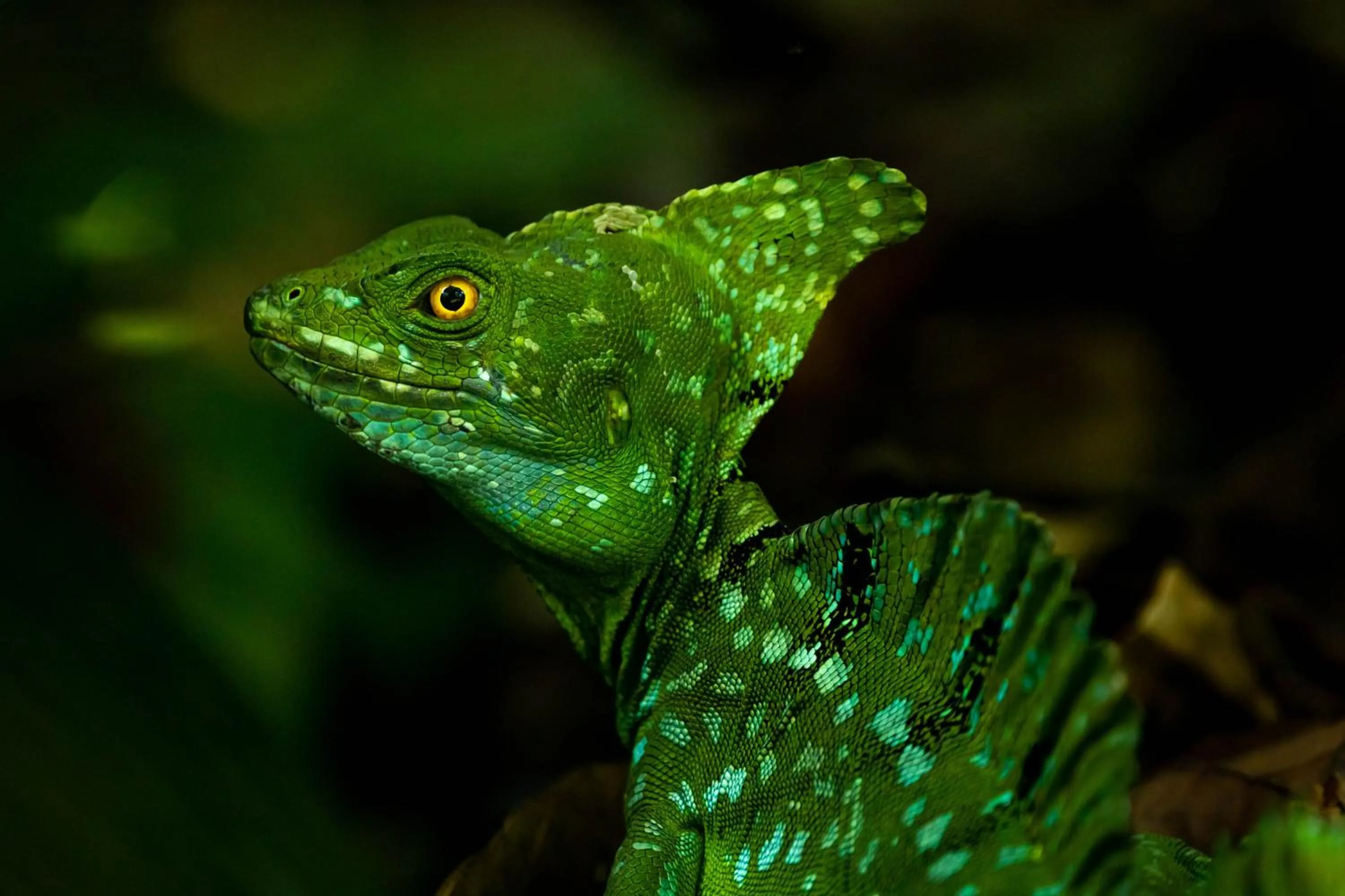 Animals in Tifakara Boutique Hotel & Birding Oasis