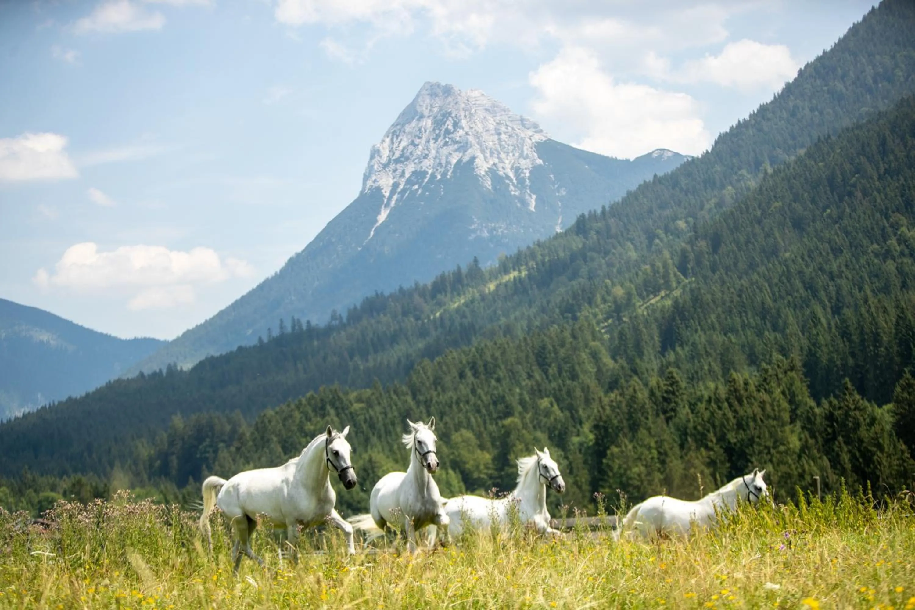 Day in Posthotel Achenkirch Resort and Spa - Adults Only