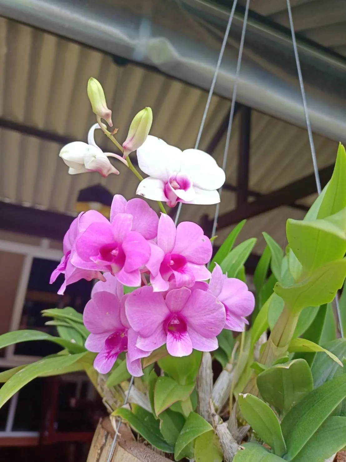 Garden in Boonya Resort Koh Chang