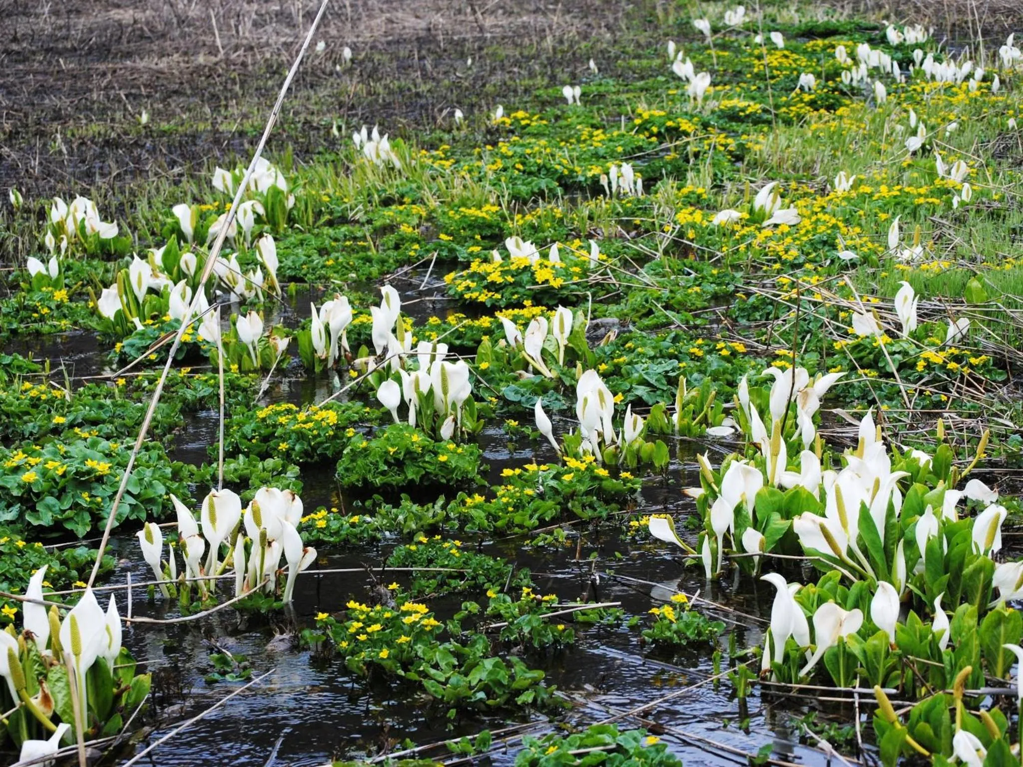 Off site in Marchen House Madarao