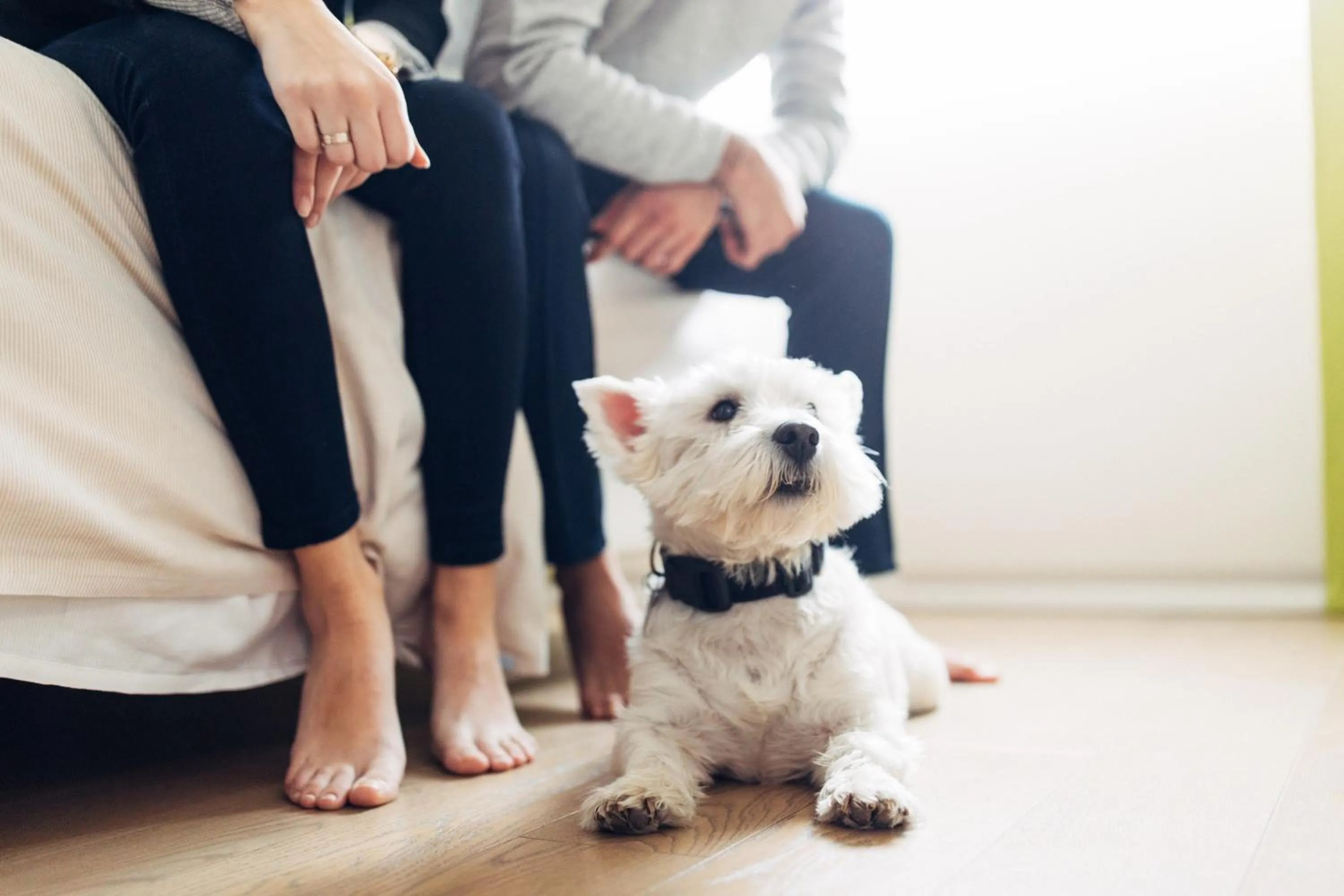 Pets in harry's home München hotel & apartments