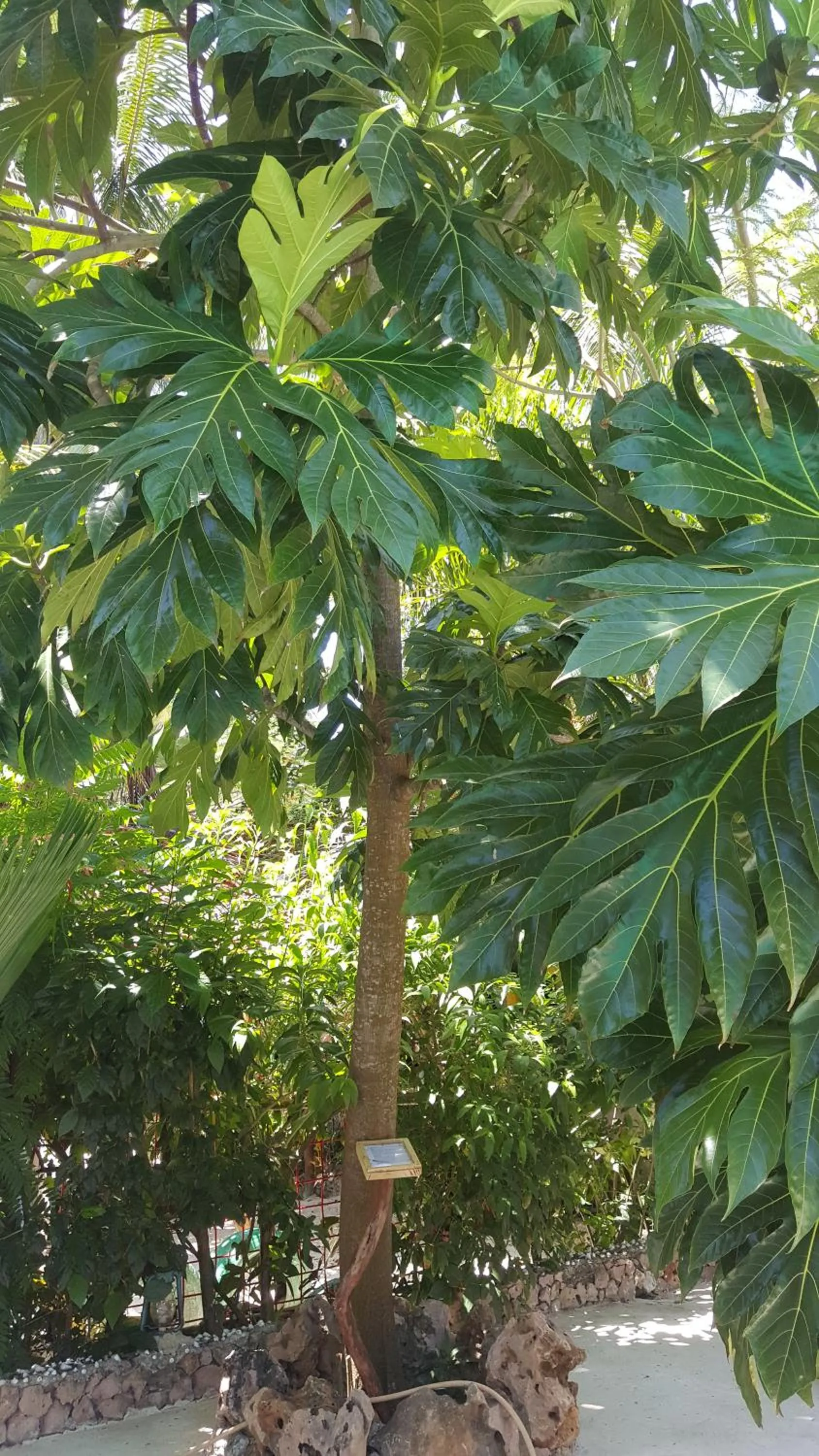 Garden in Mustapha' s Place