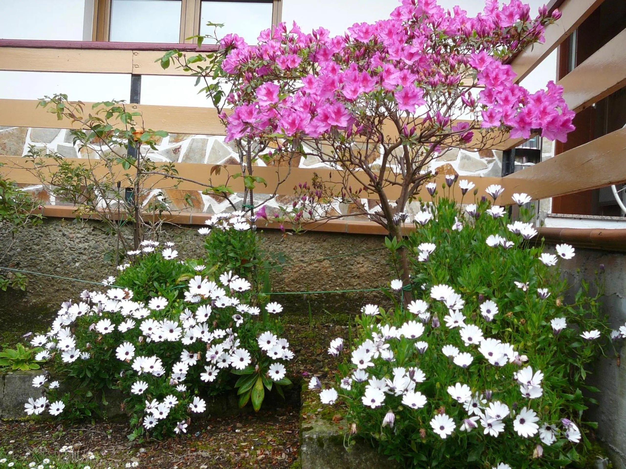 Garden in Hotel el Pinar
