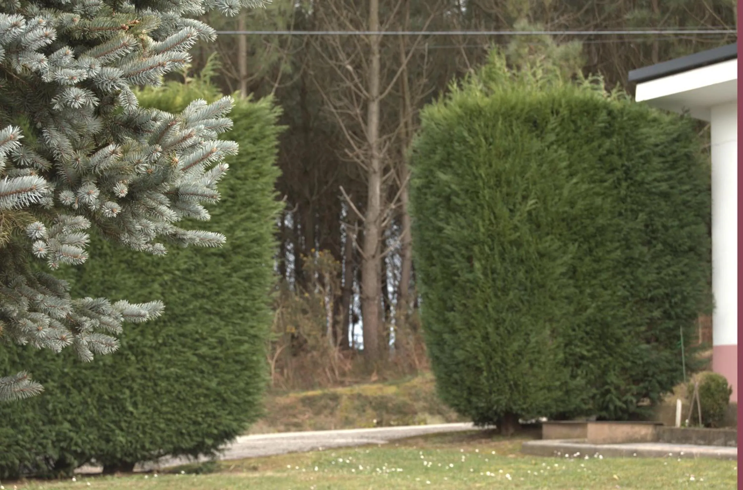 Garden in Hotel el Pinar