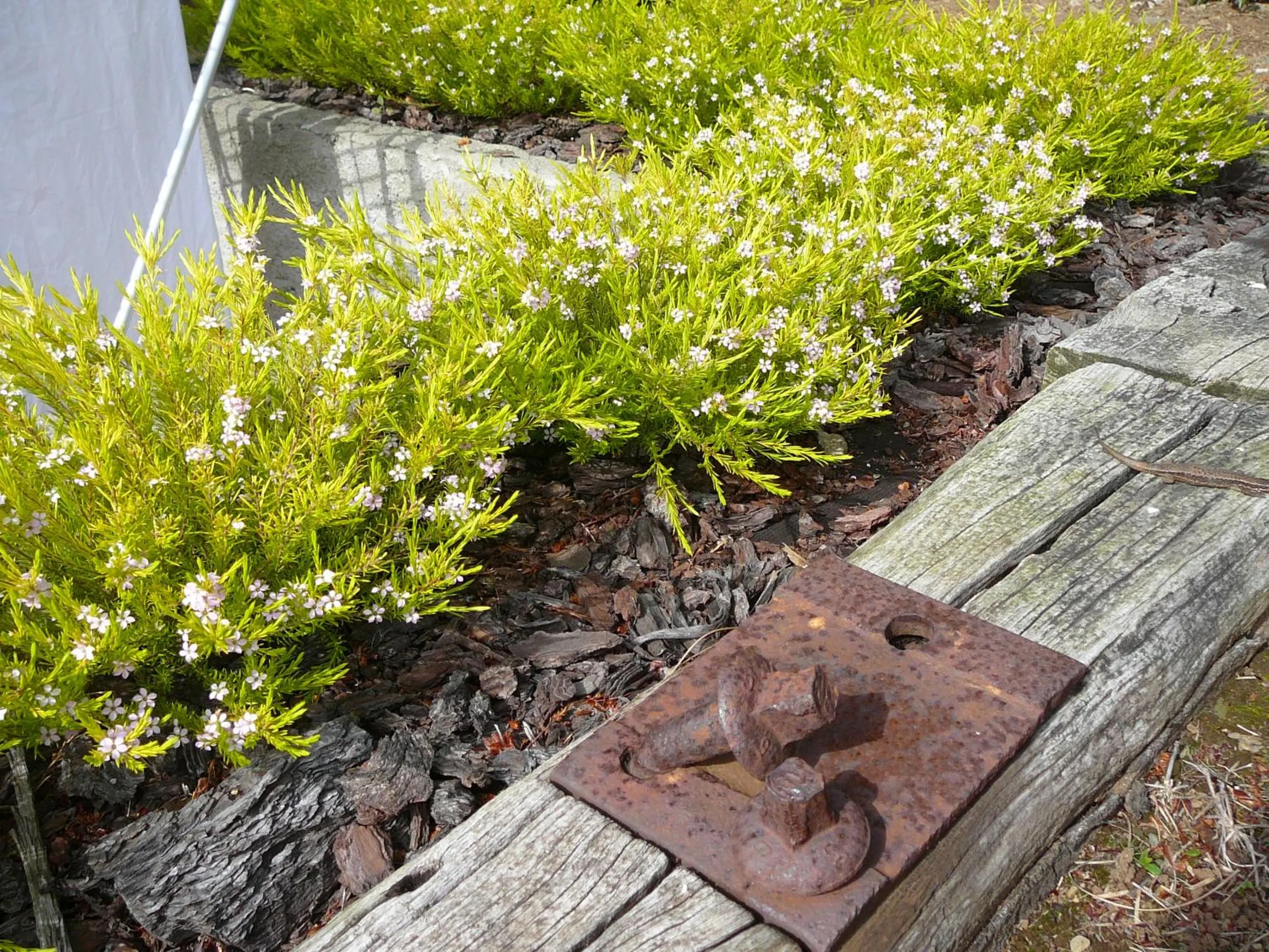 Garden in Hotel el Pinar
