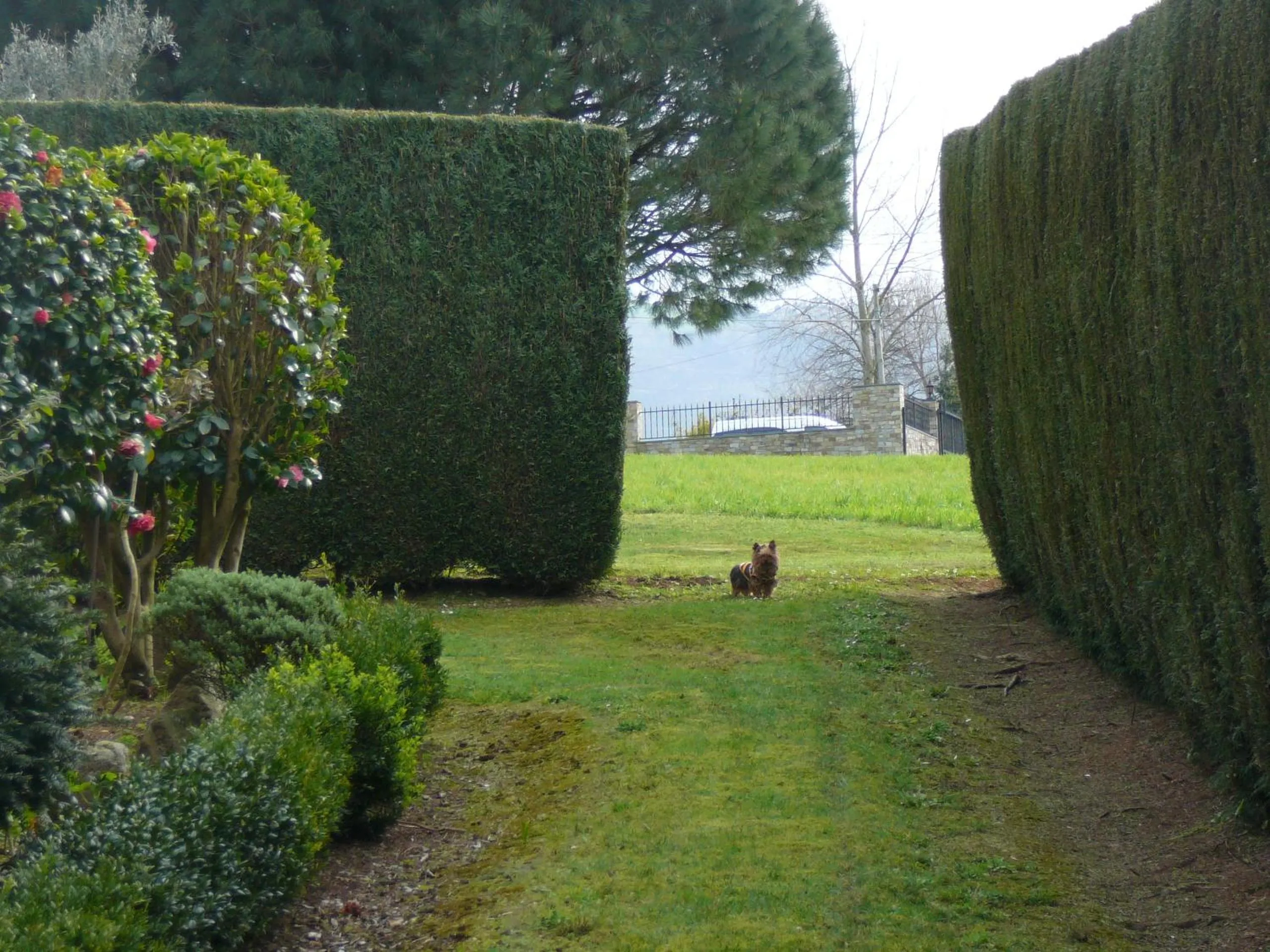 Pets in Hotel el Pinar