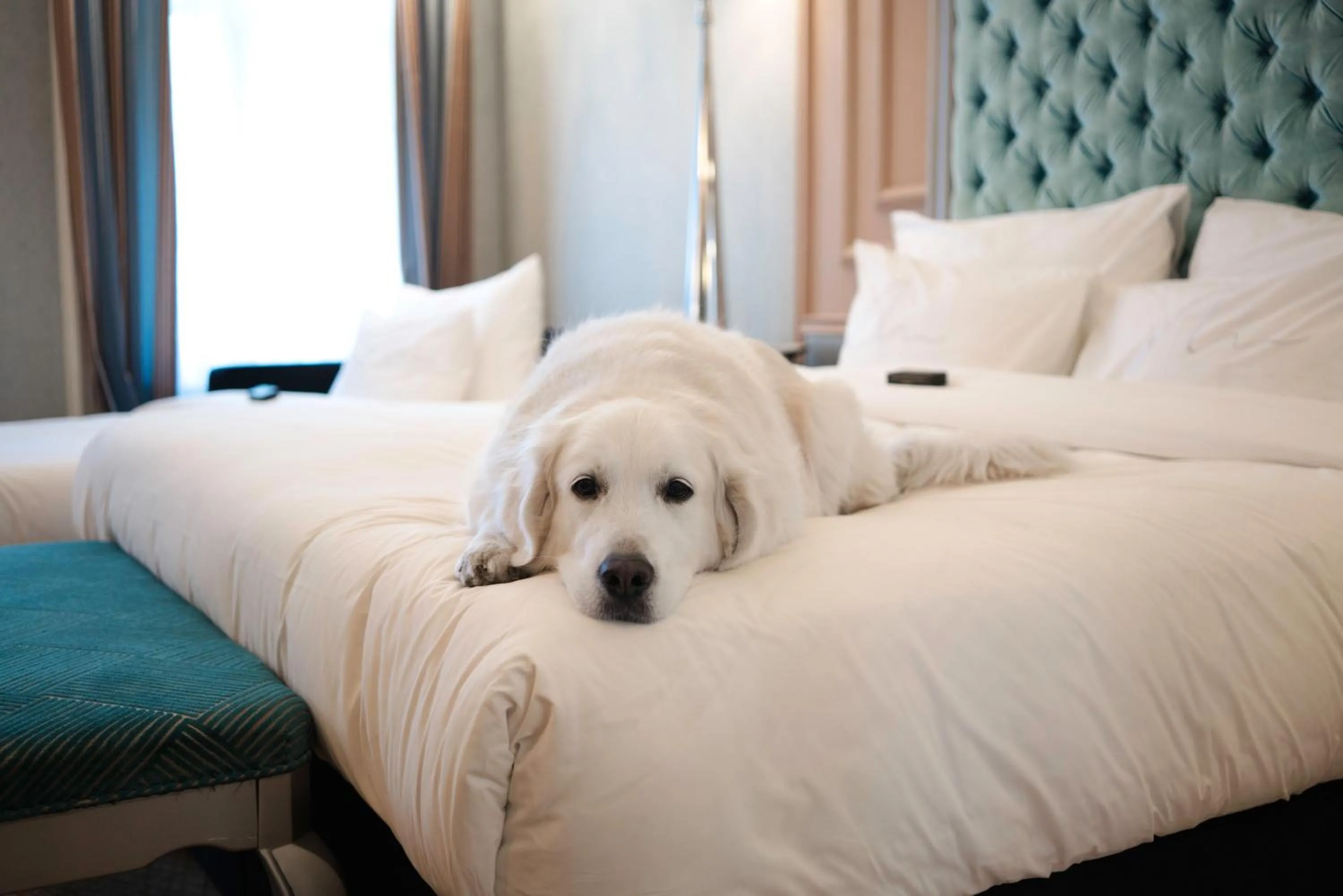 Pets, Bed in Aria Hotel Budapest by Library Hotel Collection