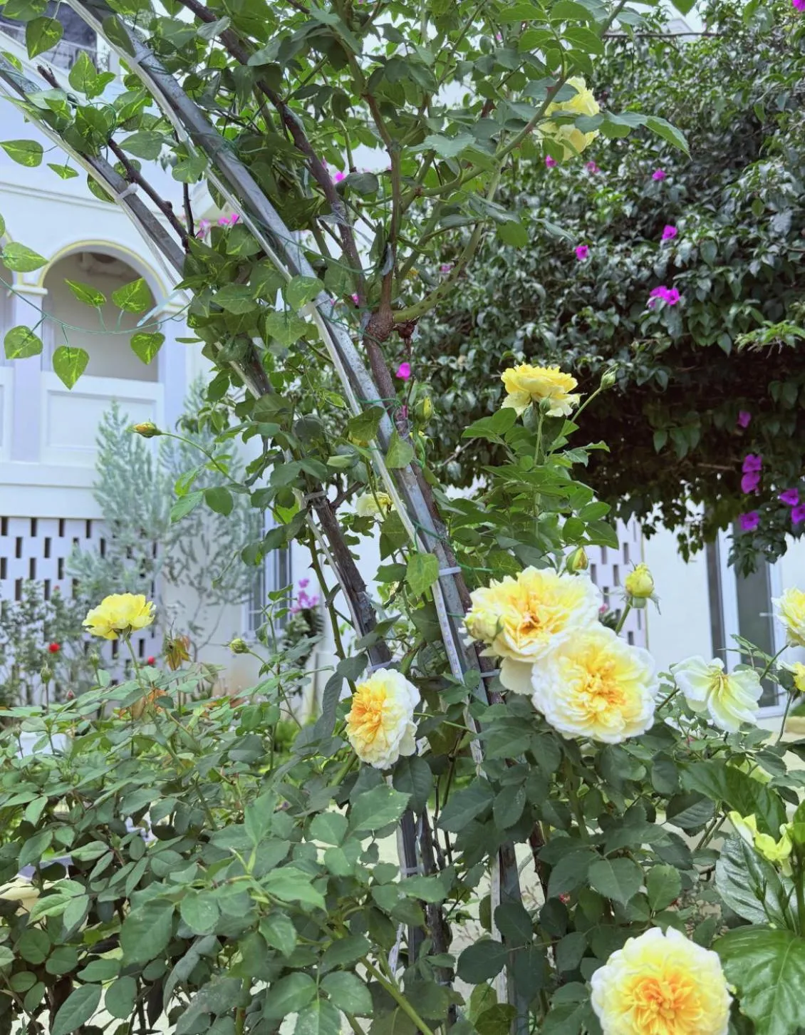 Spring in Le Macaron Garden Stay - City Boutique Hotel Da Lat