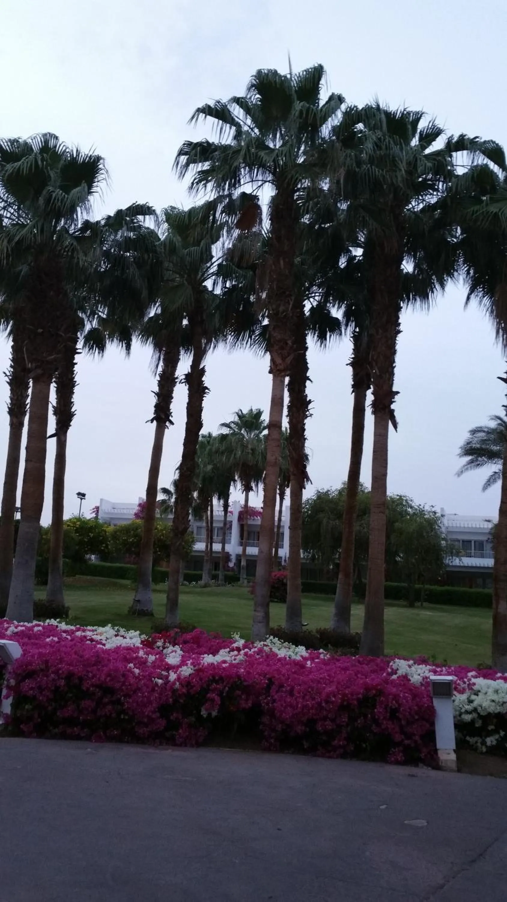 Beach in Royal Monte-Carlo Sharm Resort & SPA