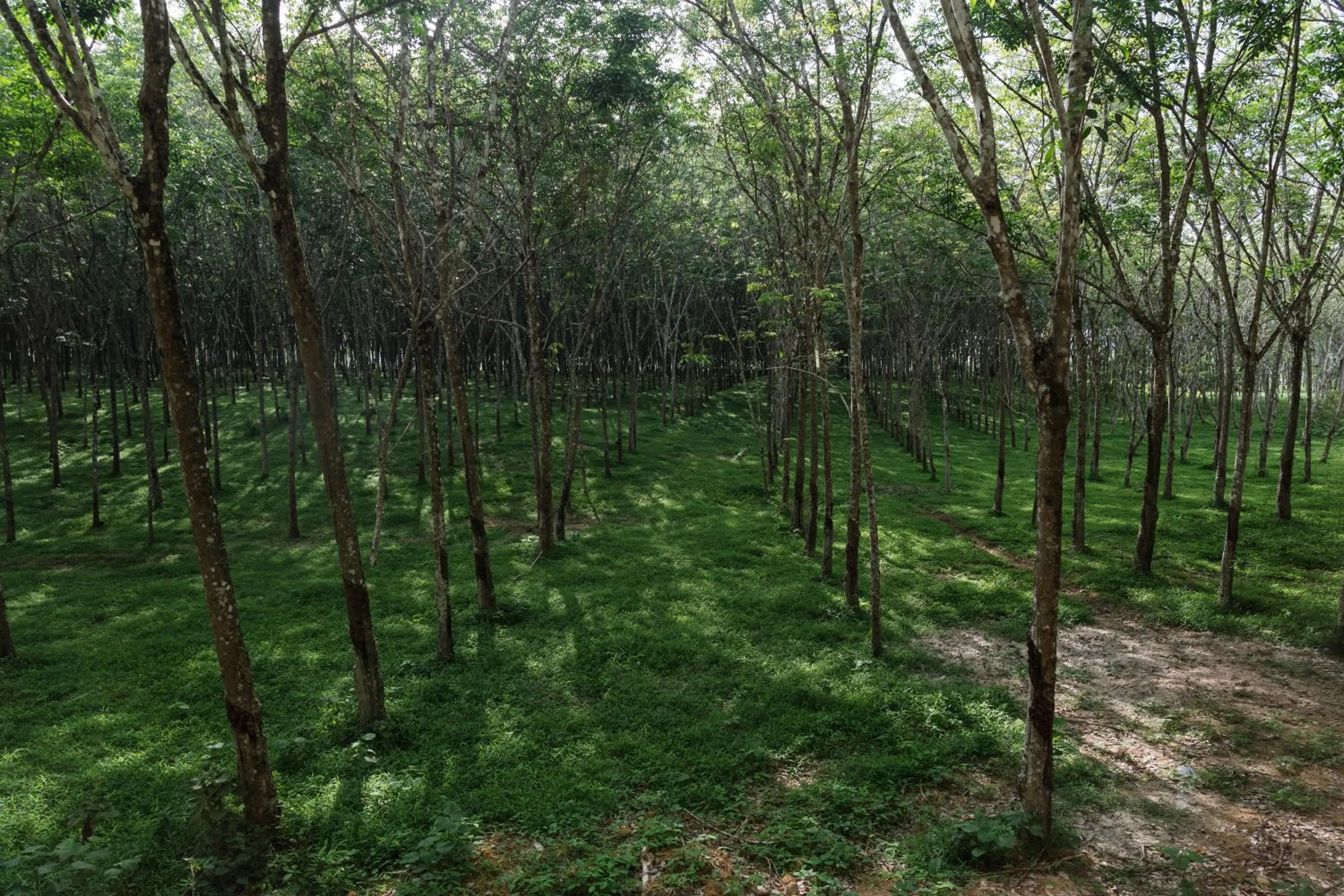 Natural landscape in Timber Society Boutique Hideaway