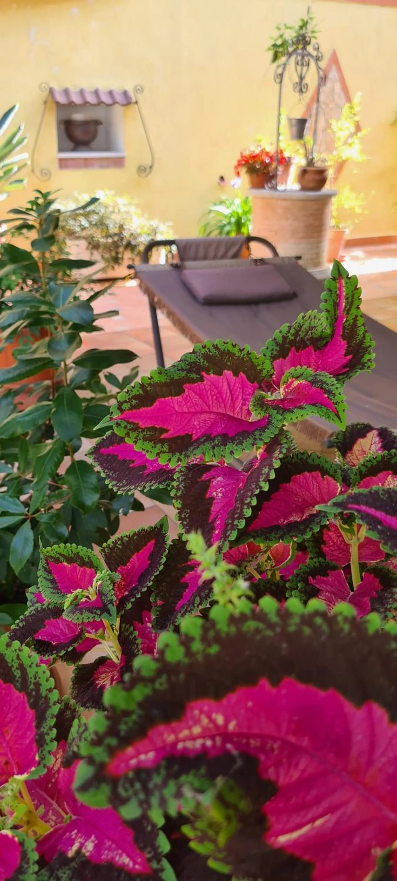 Garden in Villa Olga B&B