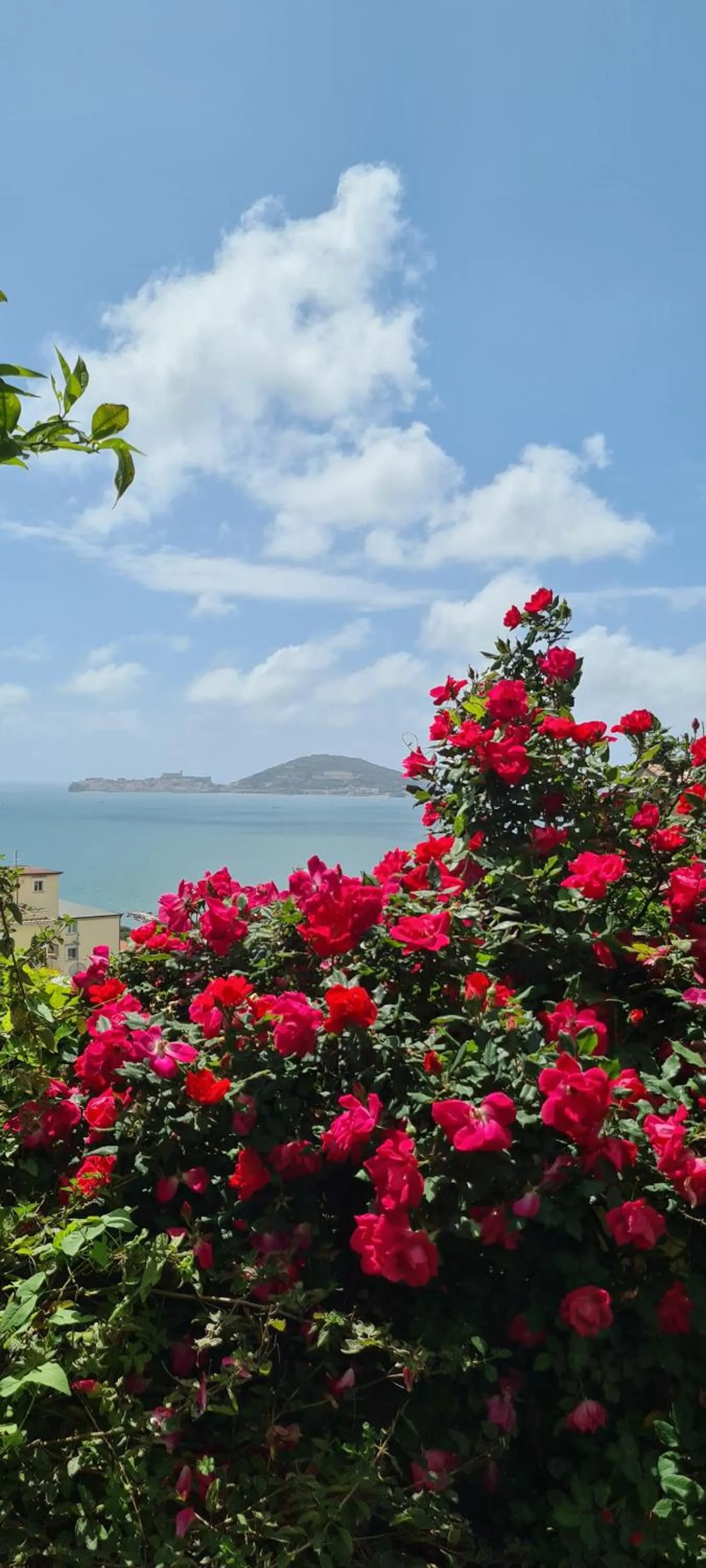 Garden in Villa Olga B&B