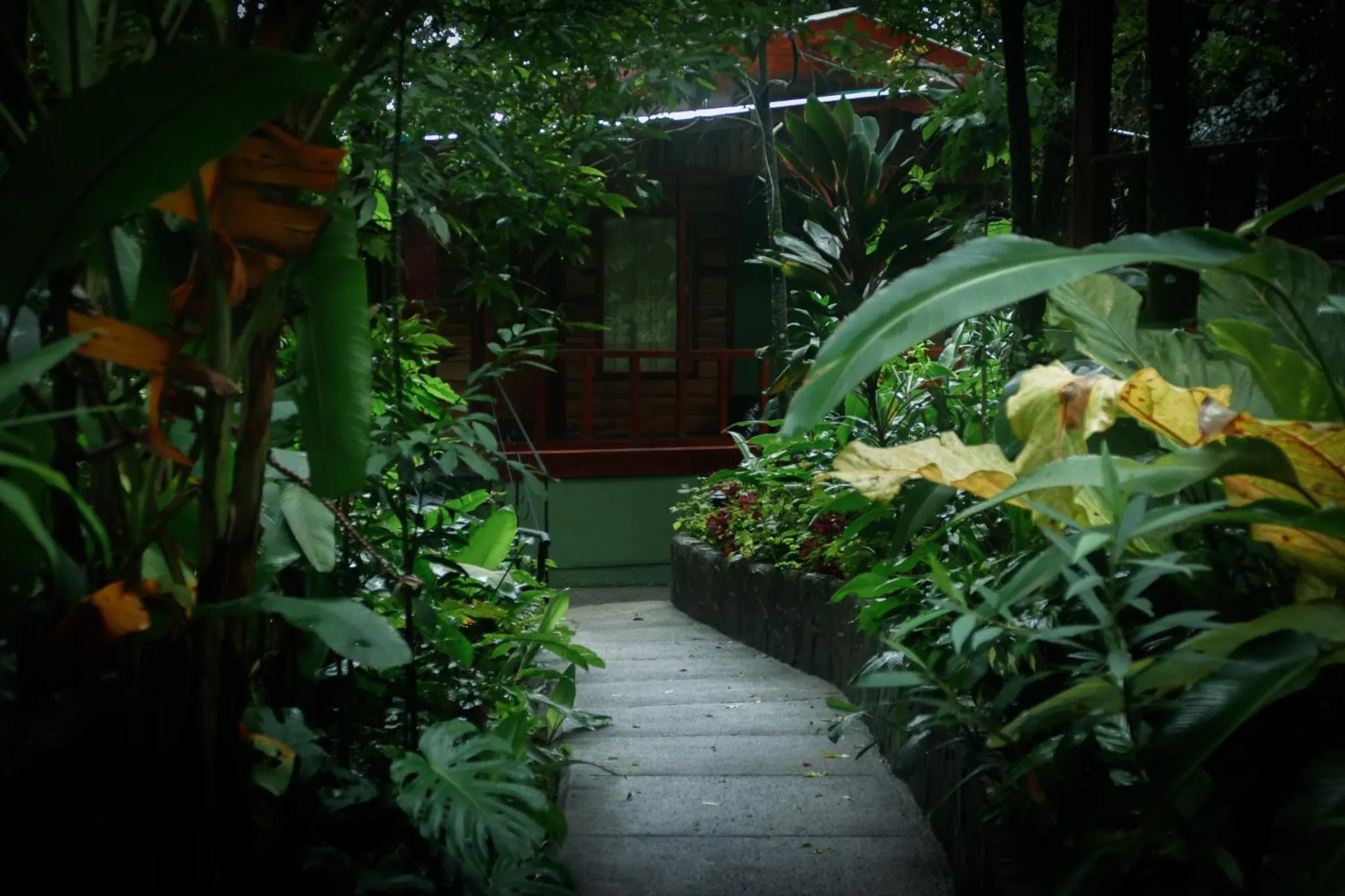 Garden view in Jaguarundi Jungle Lodge - Monteverde