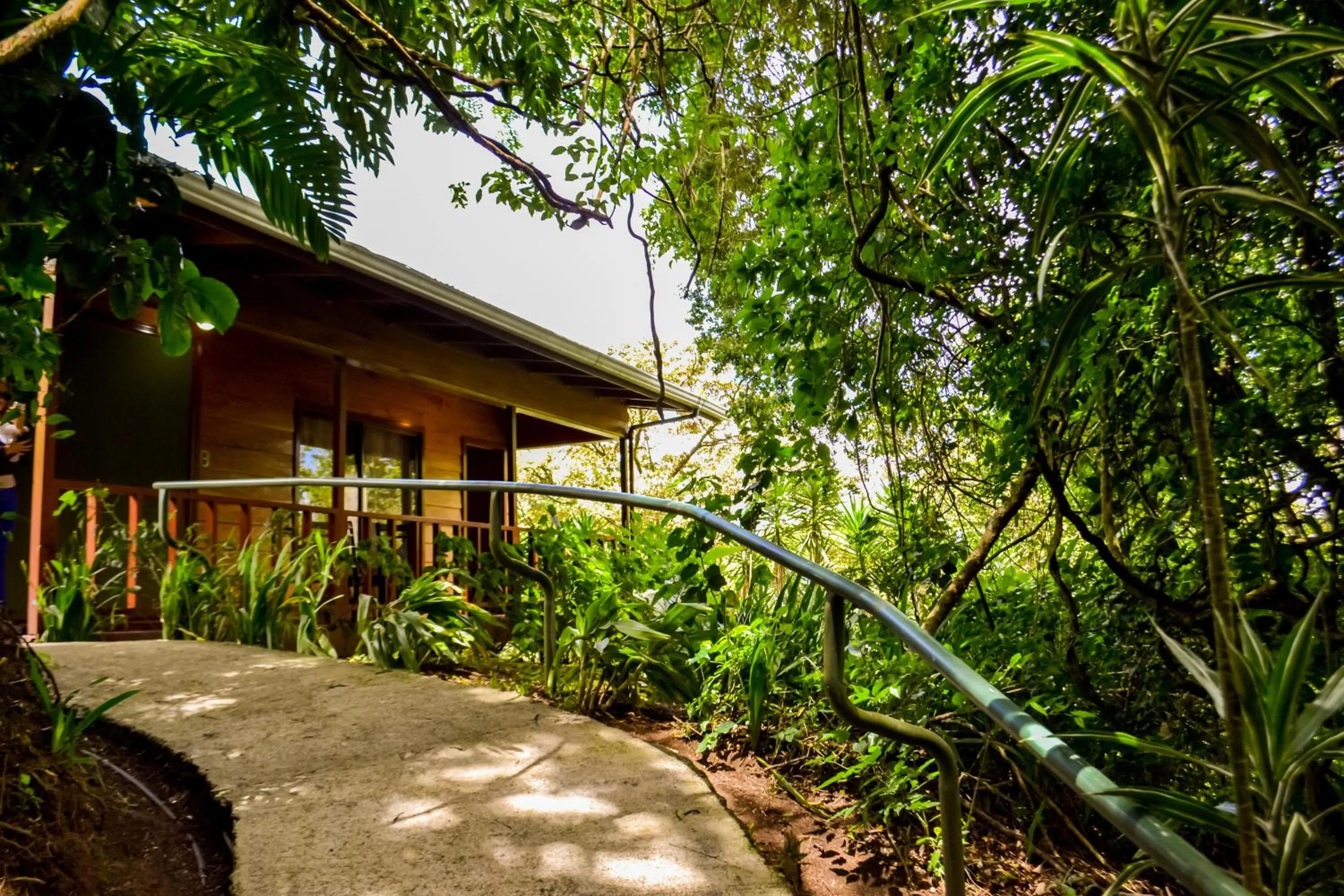 Natural landscape in Jaguarundi Jungle Lodge - Monteverde