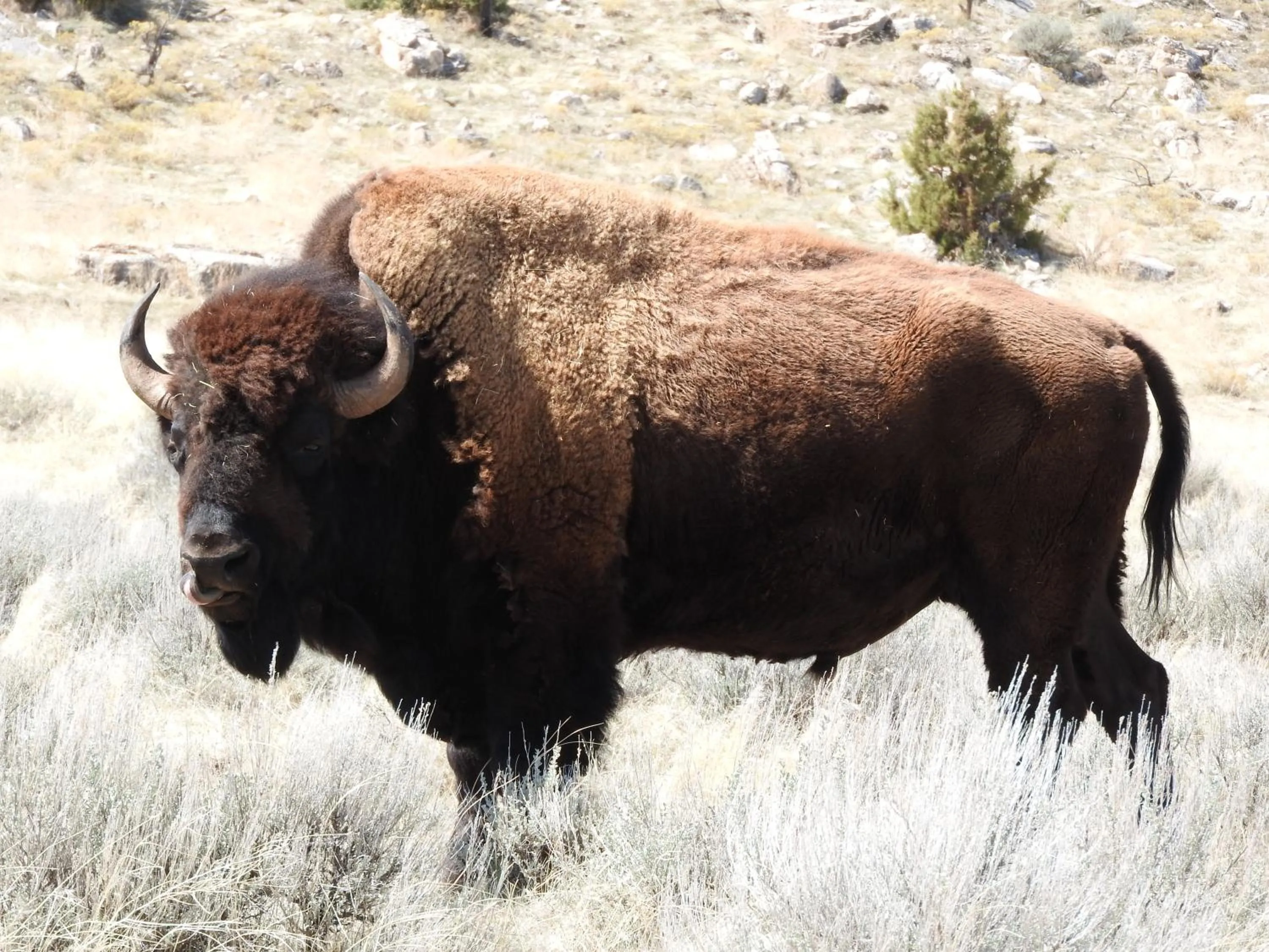 Animals in Rainbow Motel