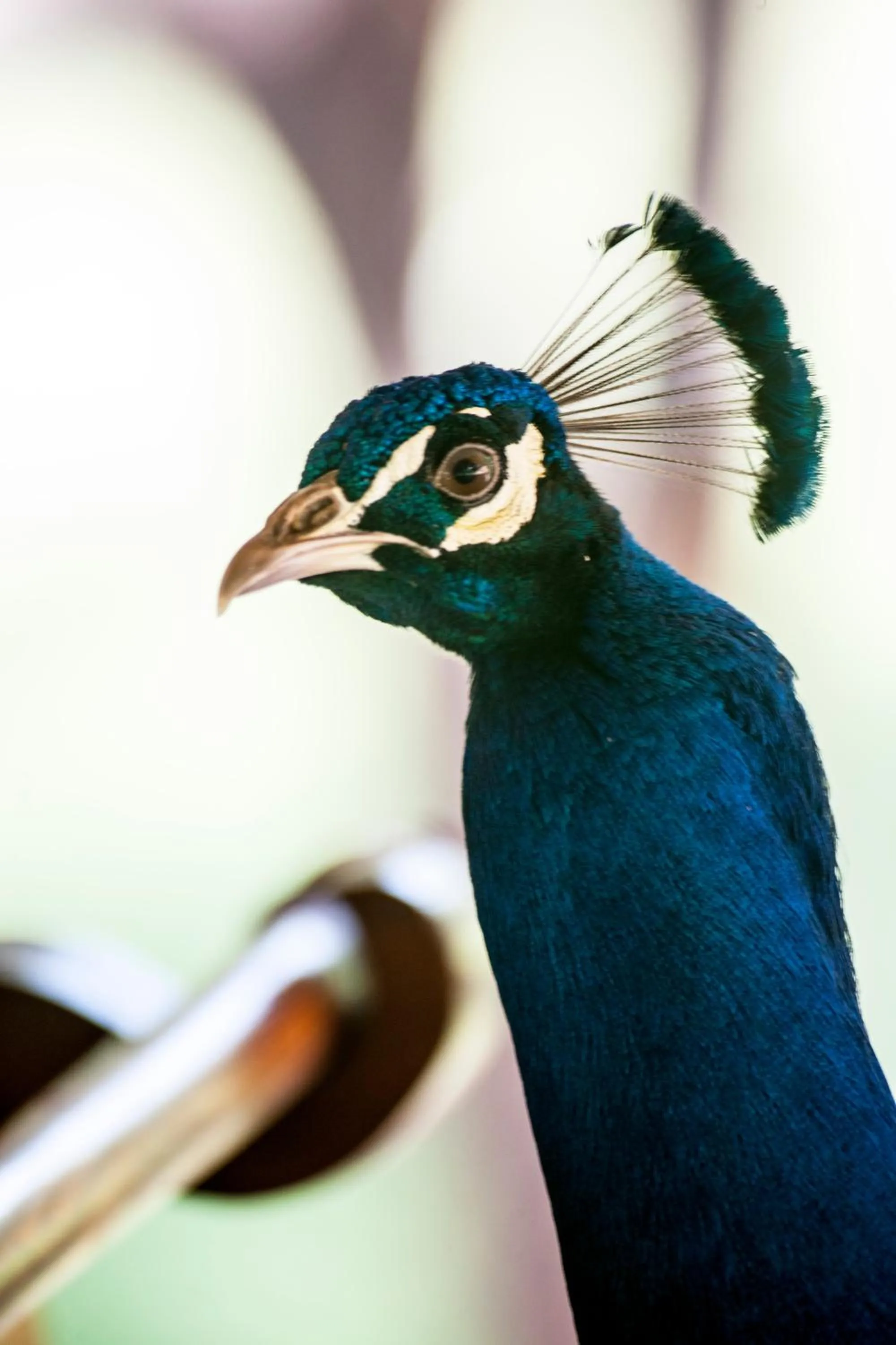 Serenity on the Lake