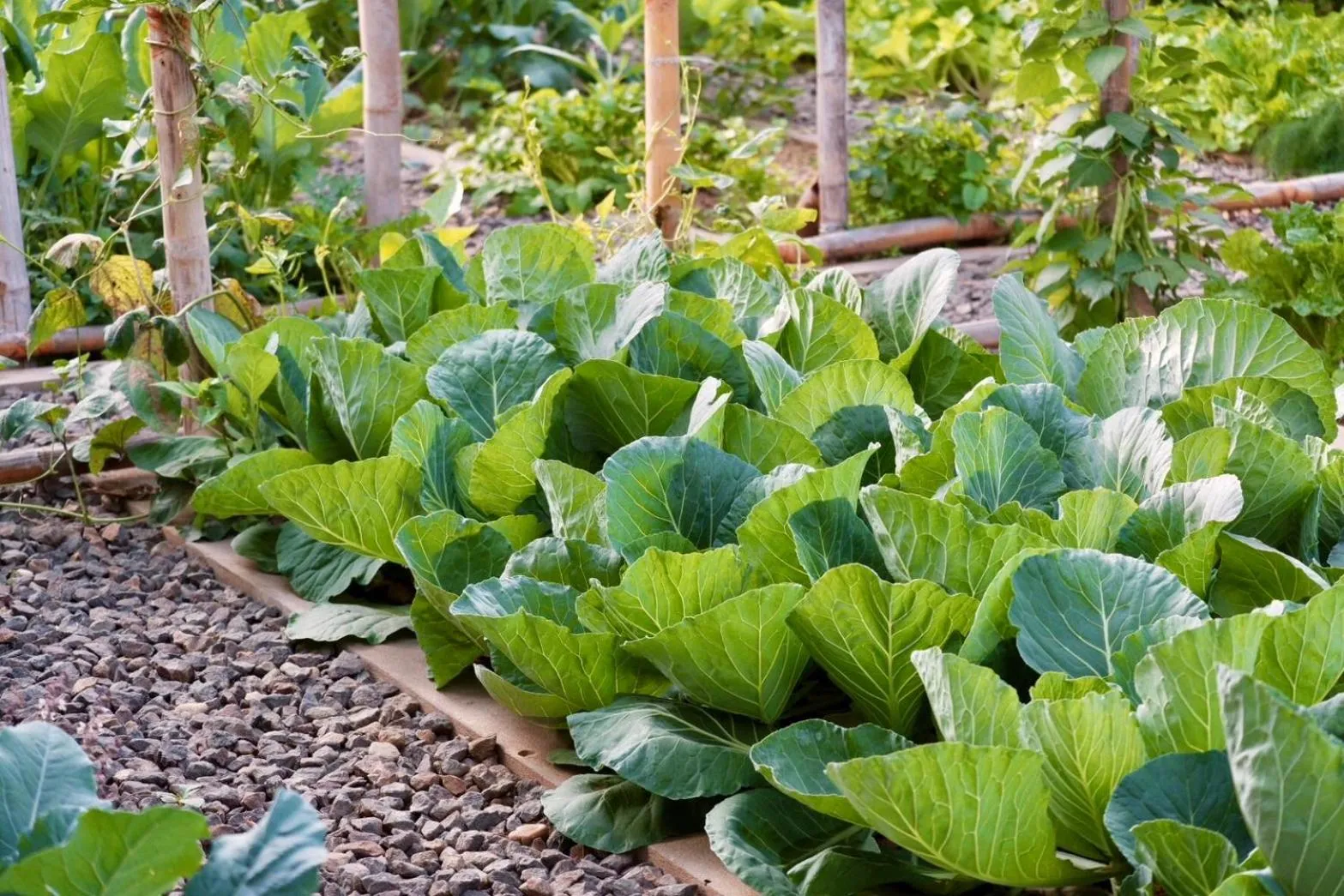Garden in Garden House Rice Field and Mountain View