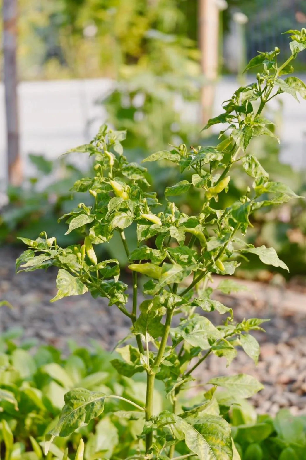 Garden in Garden House Rice Field and Mountain View