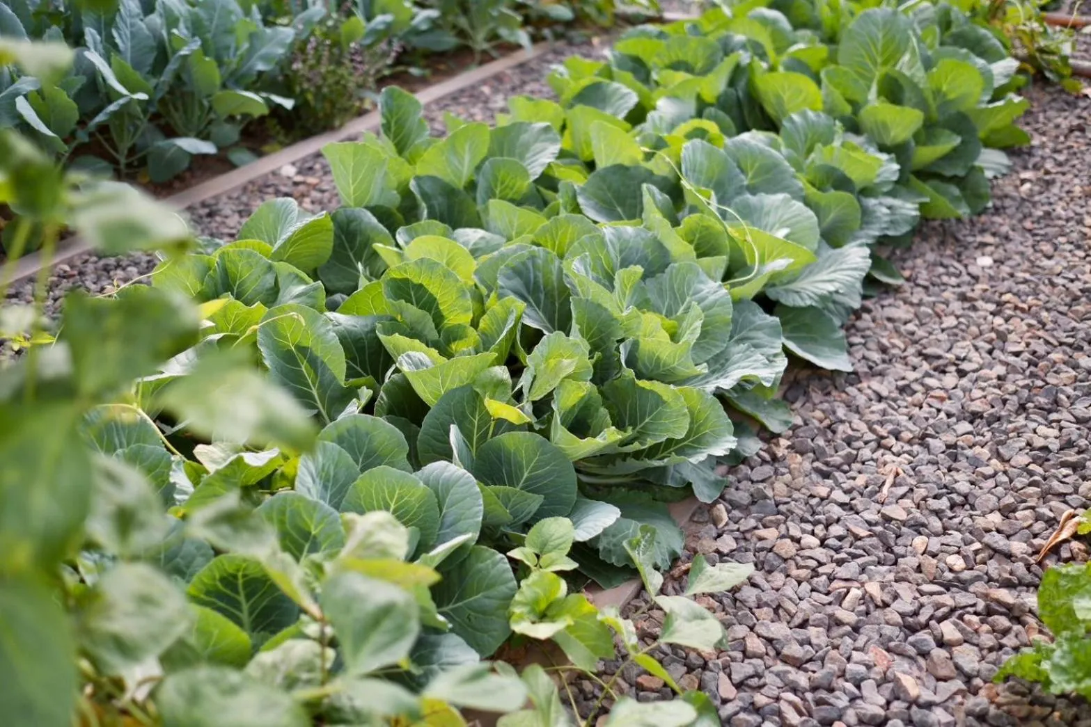 Garden in Garden House Rice Field and Mountain View