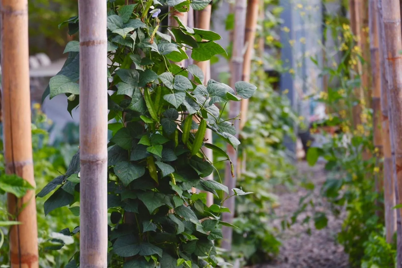 Garden in Garden House Rice Field and Mountain View
