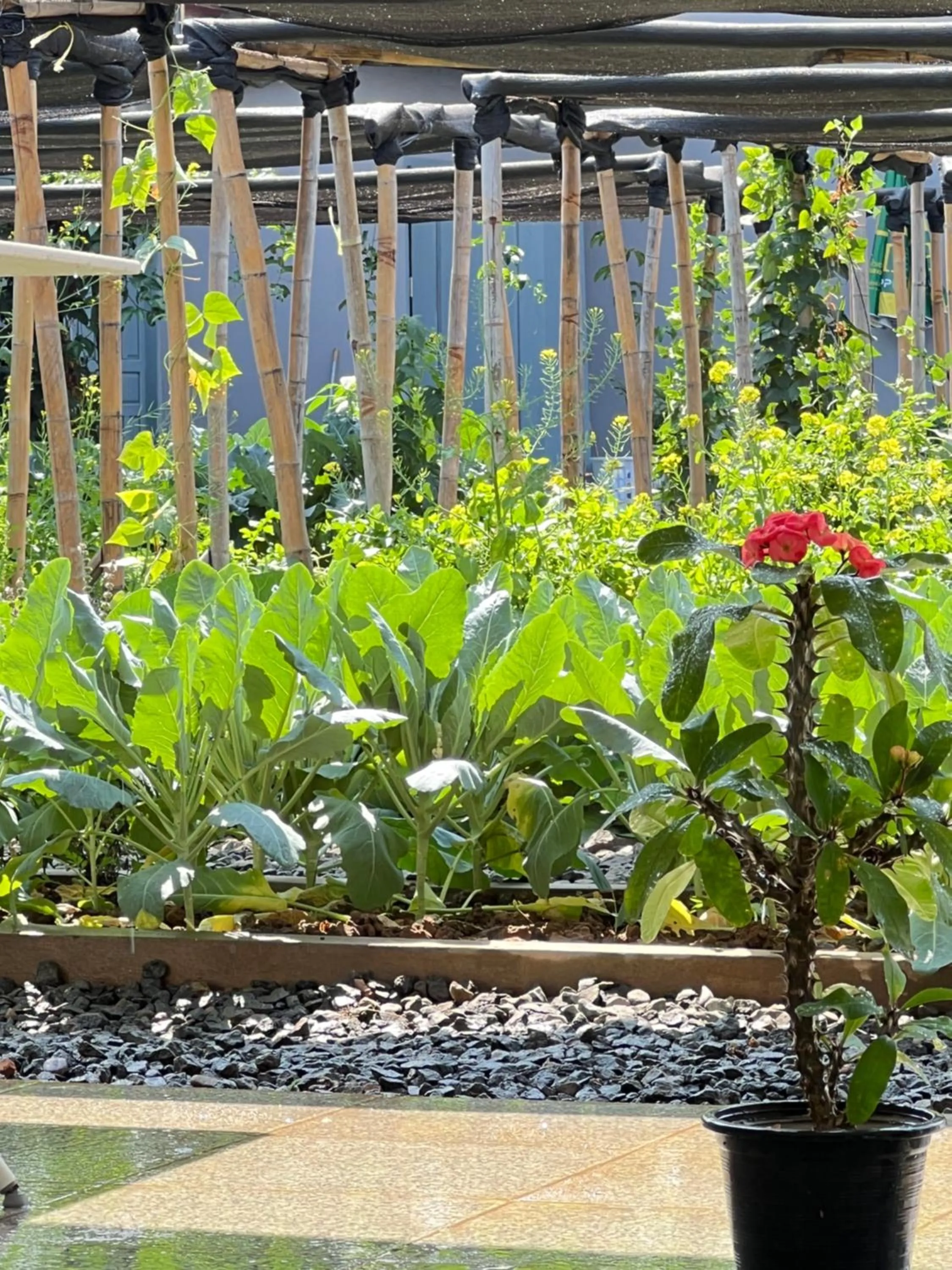 Inner courtyard view in Garden House Rice Field and Mountain View